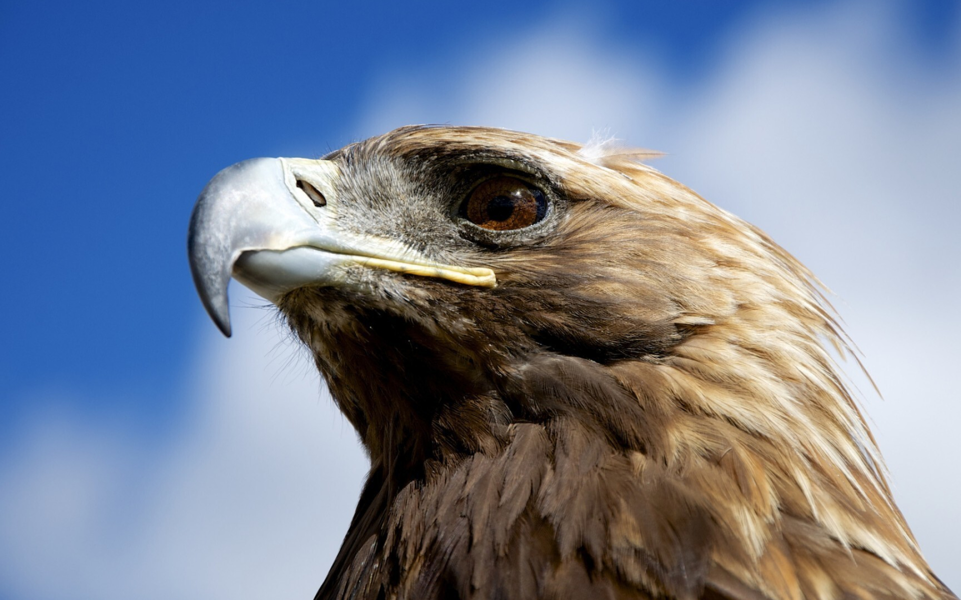 Golden Eagle: A large powerful hooked beak for tearing flesh, Falconiformes, Bird of prey. 1920x1200 HD Background.