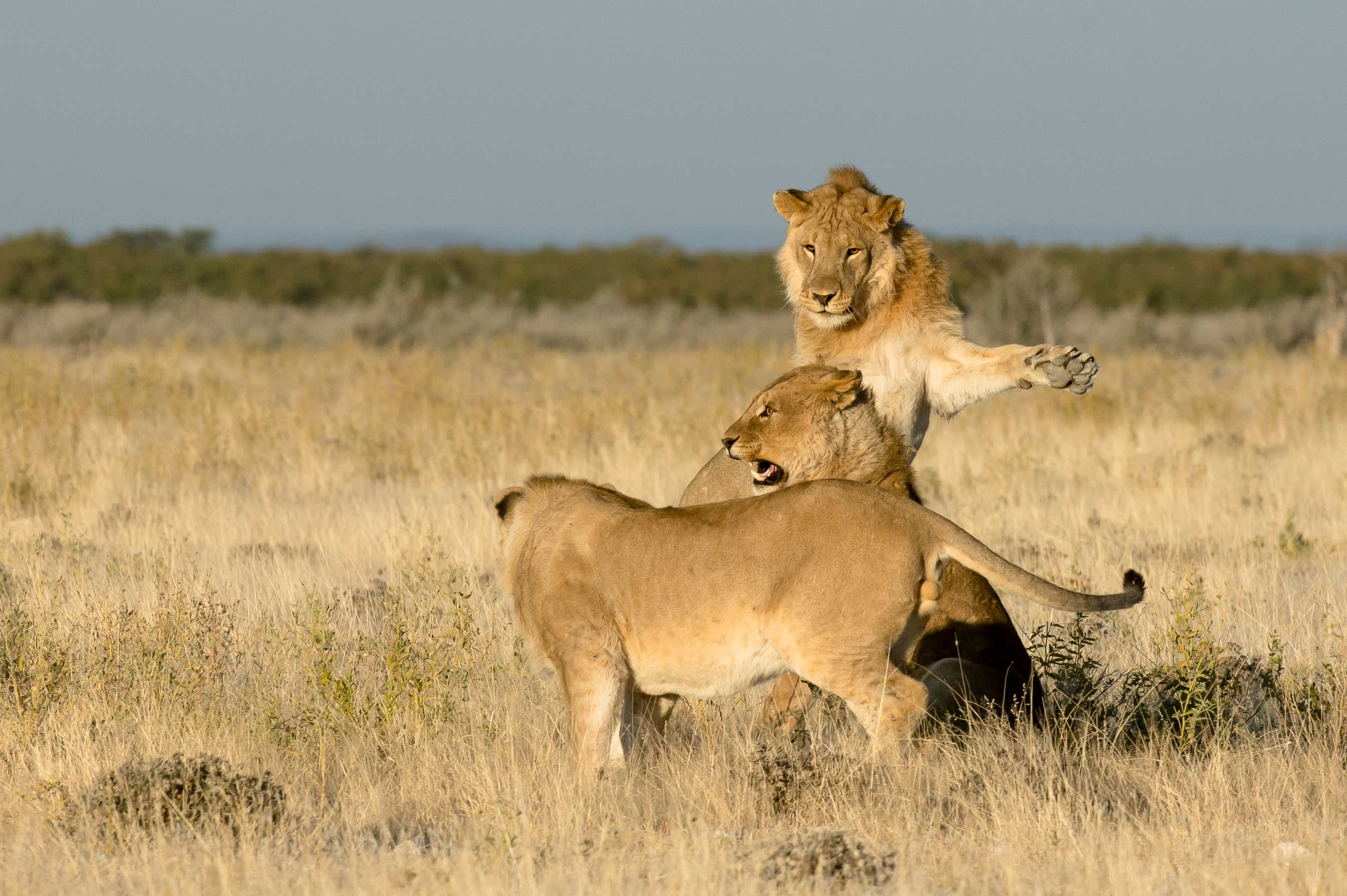 Etosha wildlife, Namibian landscapes, Diverse ecosystems, Safari adventure, 2690x1790 HD Desktop