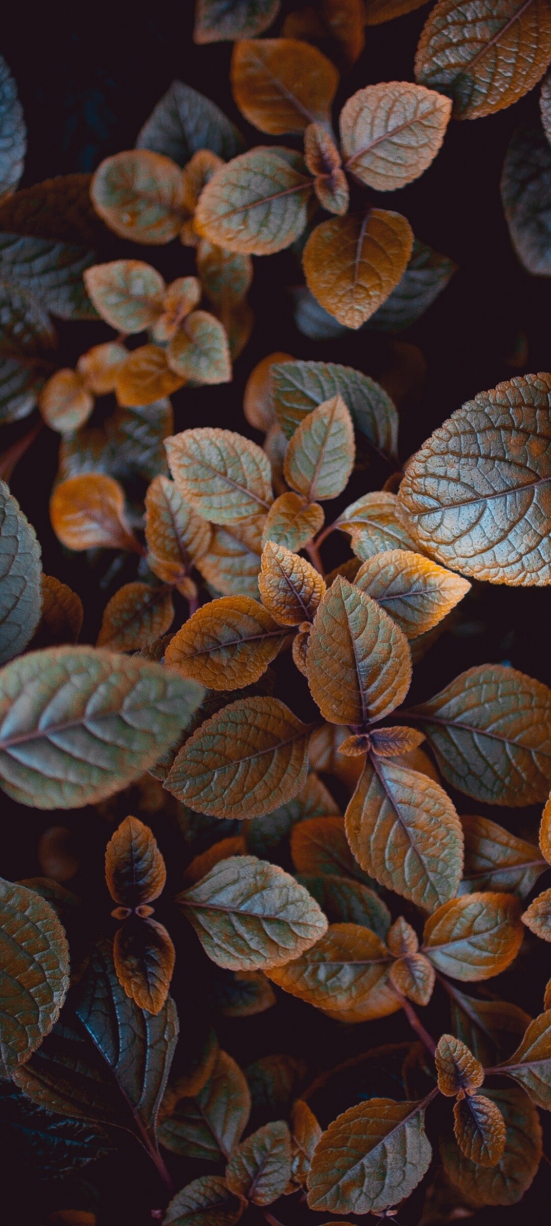 Leaves: The main photosynthetic plant organ, Brown leaf. 1080x2400 HD Background.