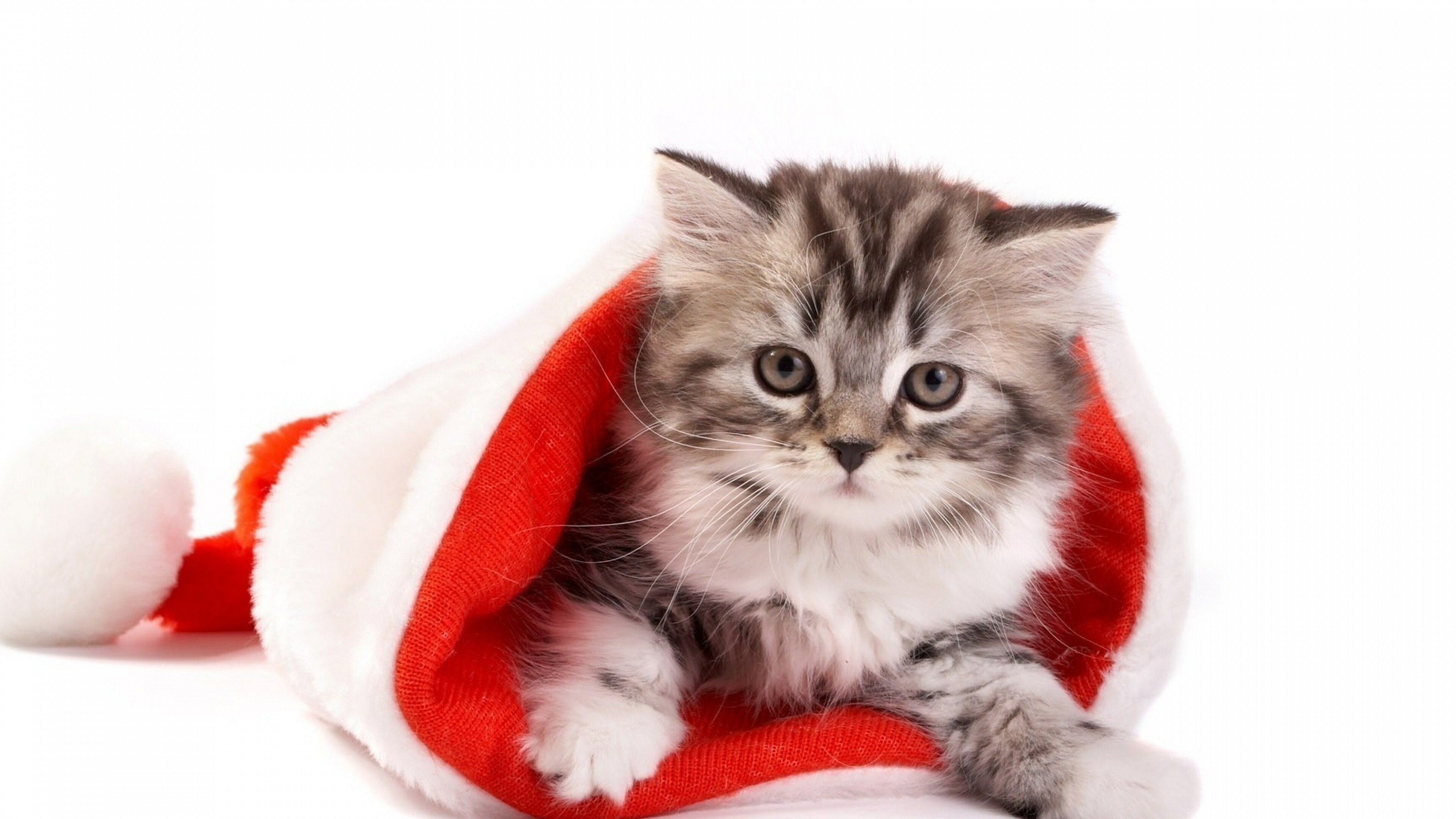 Kitten: Christmas gift, Fur, A domestic species of small carnivorous mammal. 3840x2160 4K Background.