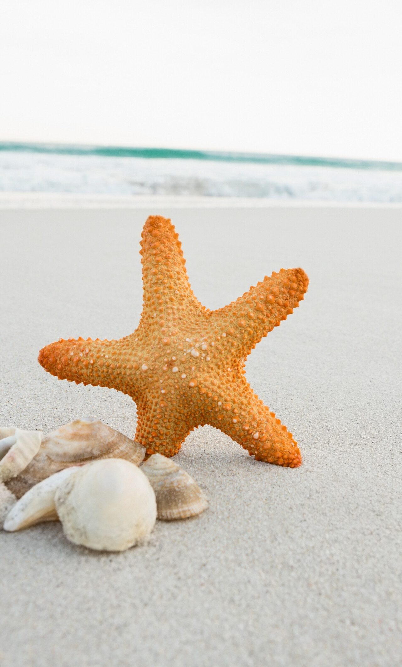 Starfish: Download seashell, starfish, sand, beach  wallpaper, iphone 6  plus,  hd image, background, 5010. 1280x2120 HD Wallpaper.