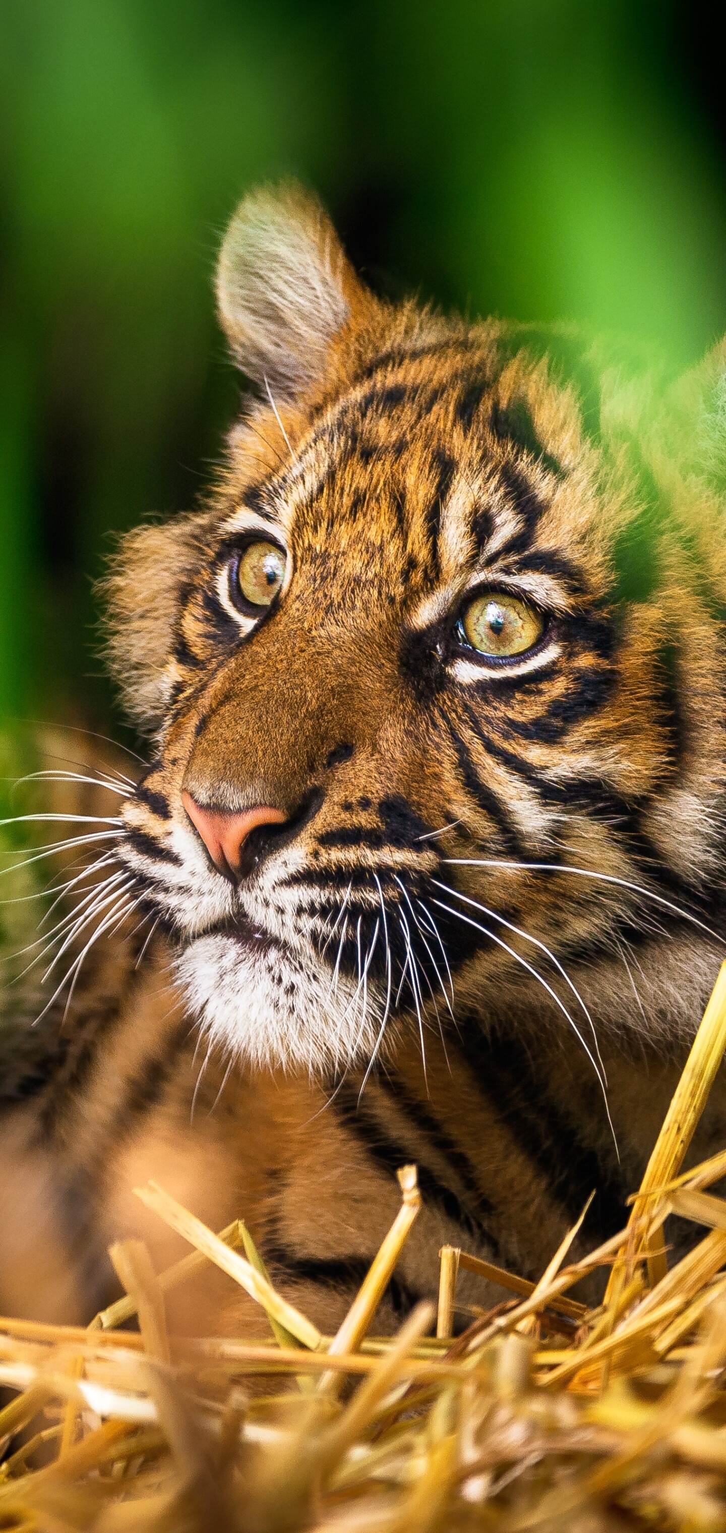 Tiger Cub: Animal, The specie is listed as Endangered on the IUCN Red List. 1440x3040 HD Wallpaper.