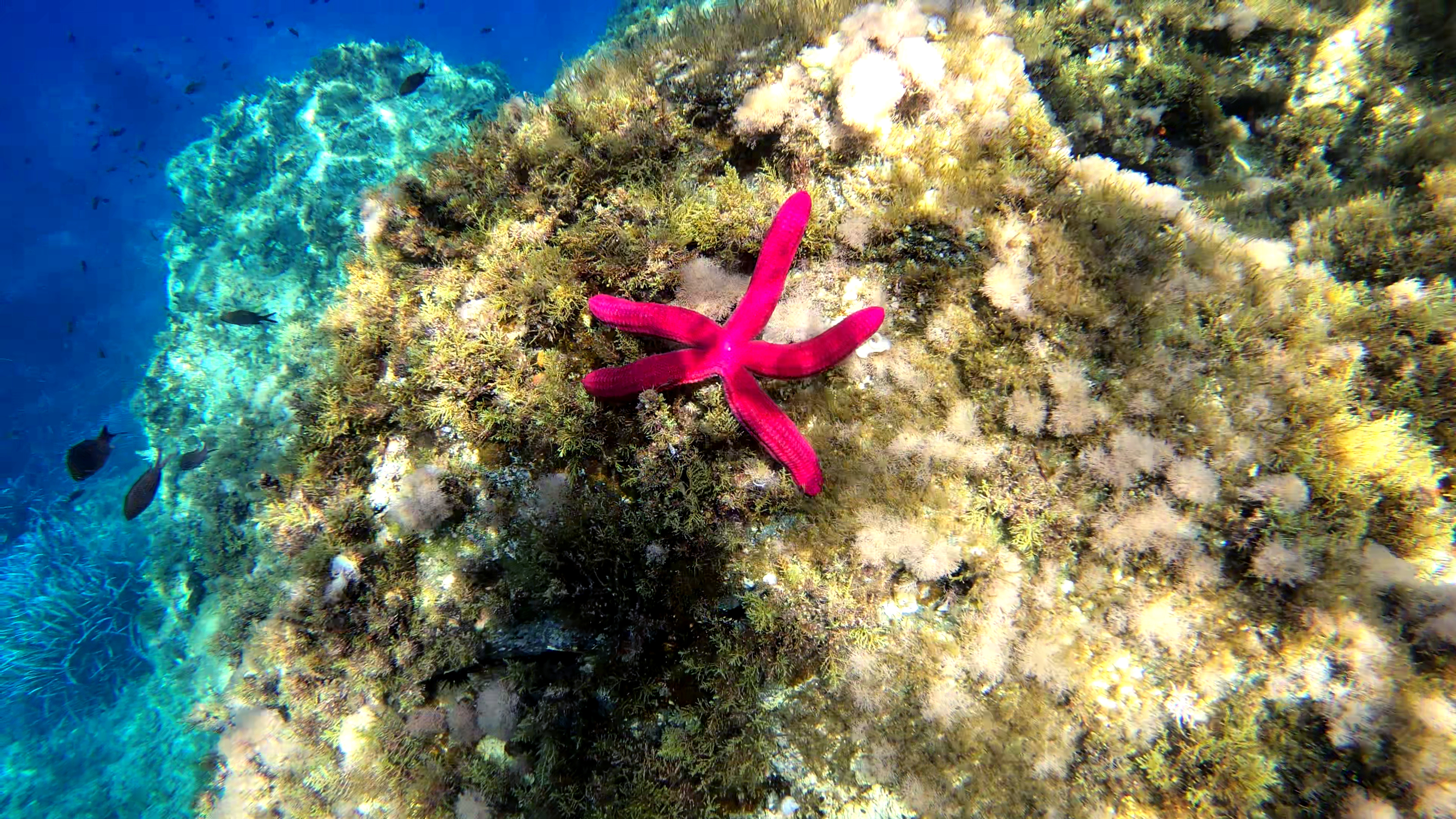 Sea Star: Stella Serpente,Ophidiaster ophidianus, Purple starfish. 3840x2160 4K Wallpaper.
