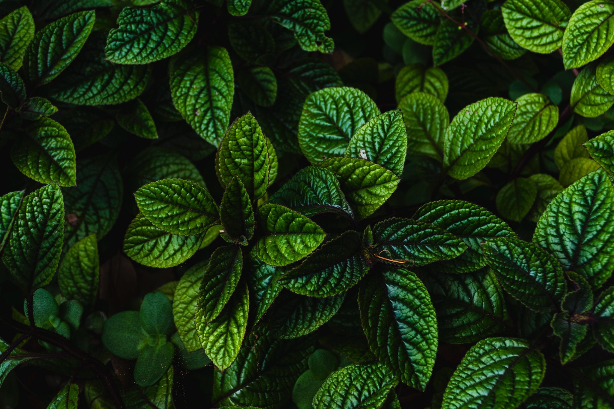 Mint wisteria plant, Ornamental creeper, Garden landscaping, Floral beauty, 2560x1710 HD Desktop
