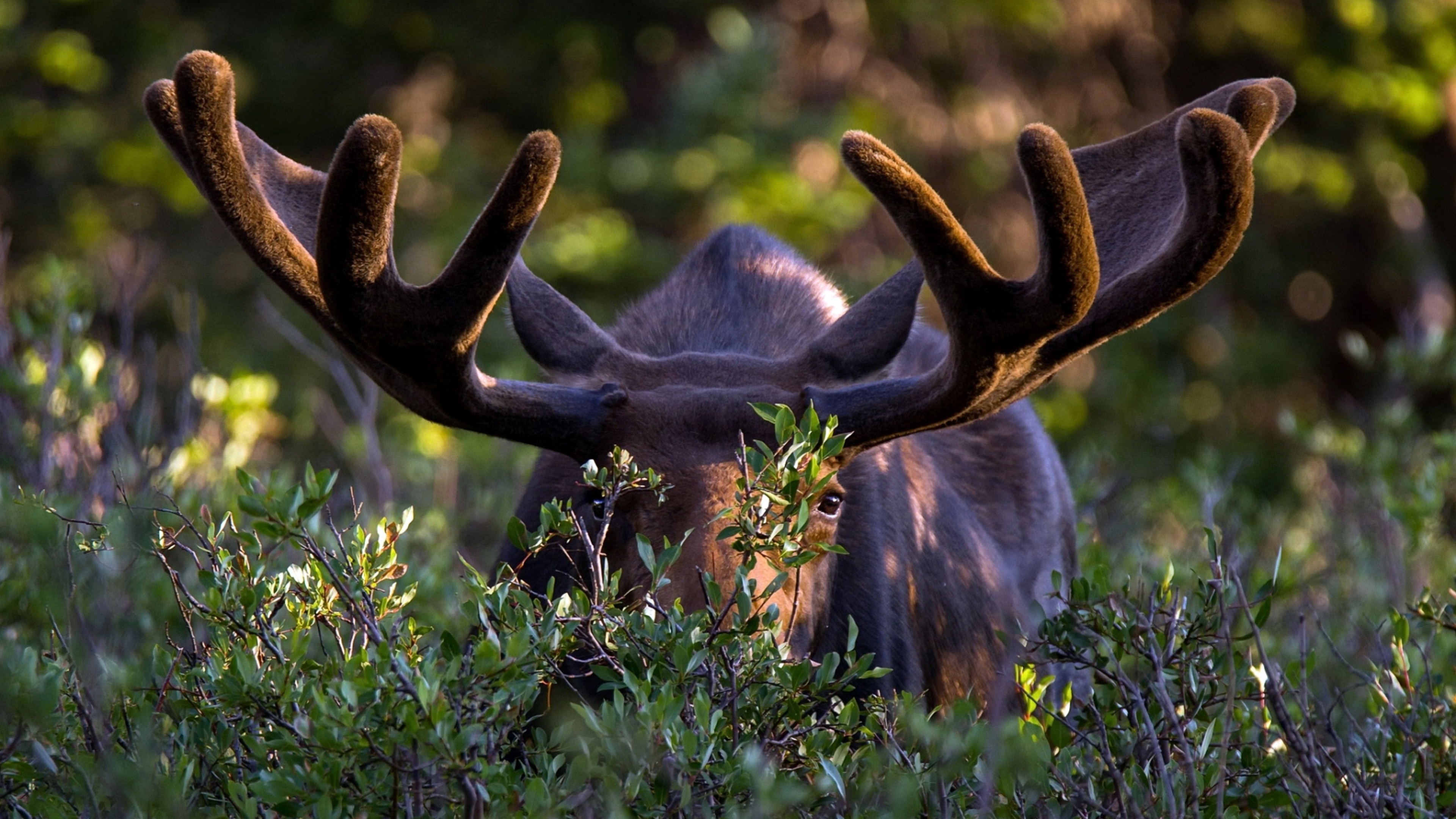 Moose in the wild, Pristine nature, HD wilderness, Majestic creatures, 3840x2160 4K Desktop