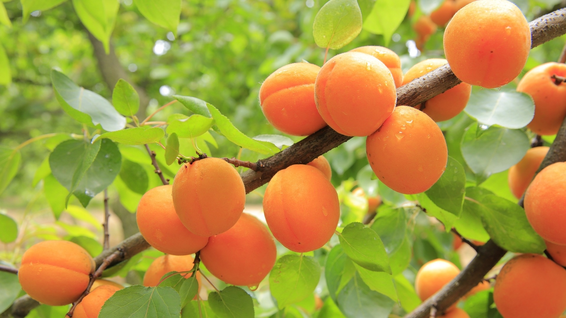 Download apricot tree wallpapers, Fresh fruit harvest, Nature's bounty, Vibrant and colorful, 1920x1080 Full HD Desktop