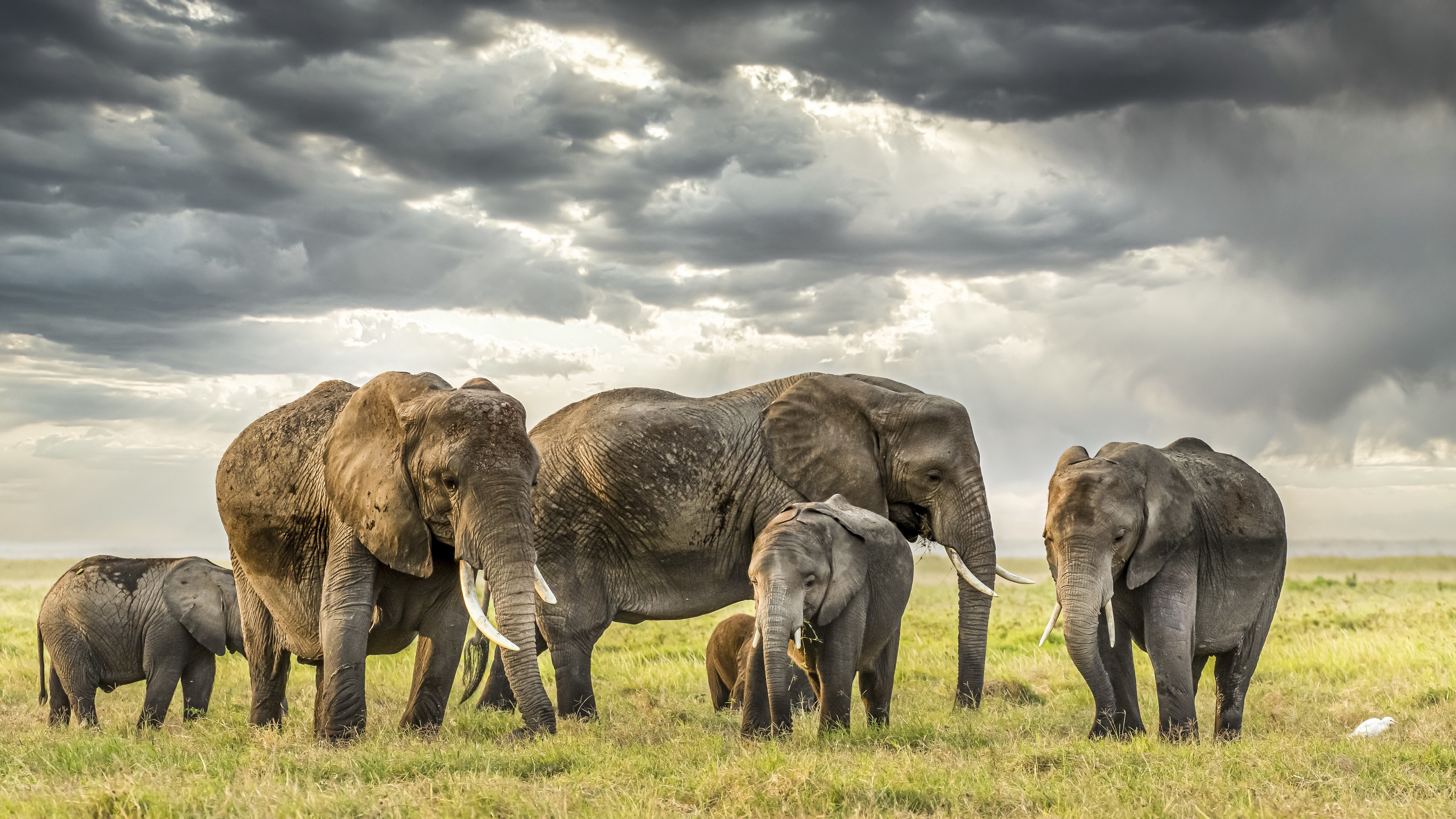 Africa wildlife nature, Elephant animals, Resolution id1236200, 3840x2160 4K Desktop