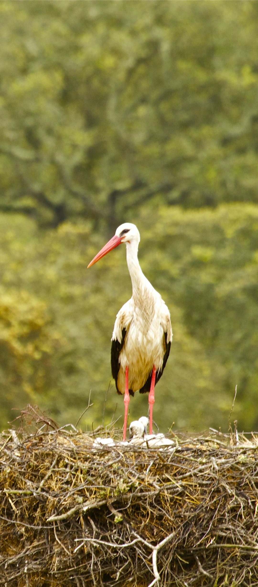 White stork, Majestic creature, Natural elegance, Pristine beauty, 1080x2460 HD Handy