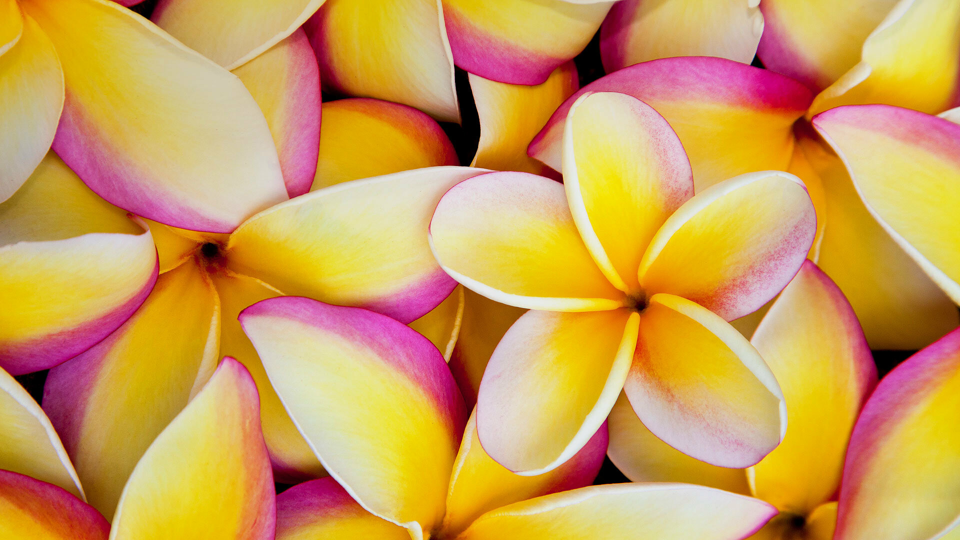Frangipani Flower: Their plump, soft, five petals partially overlap each other and gently swirl outward, giving these blooms a sculpted appearance. 1920x1080 Full HD Wallpaper.