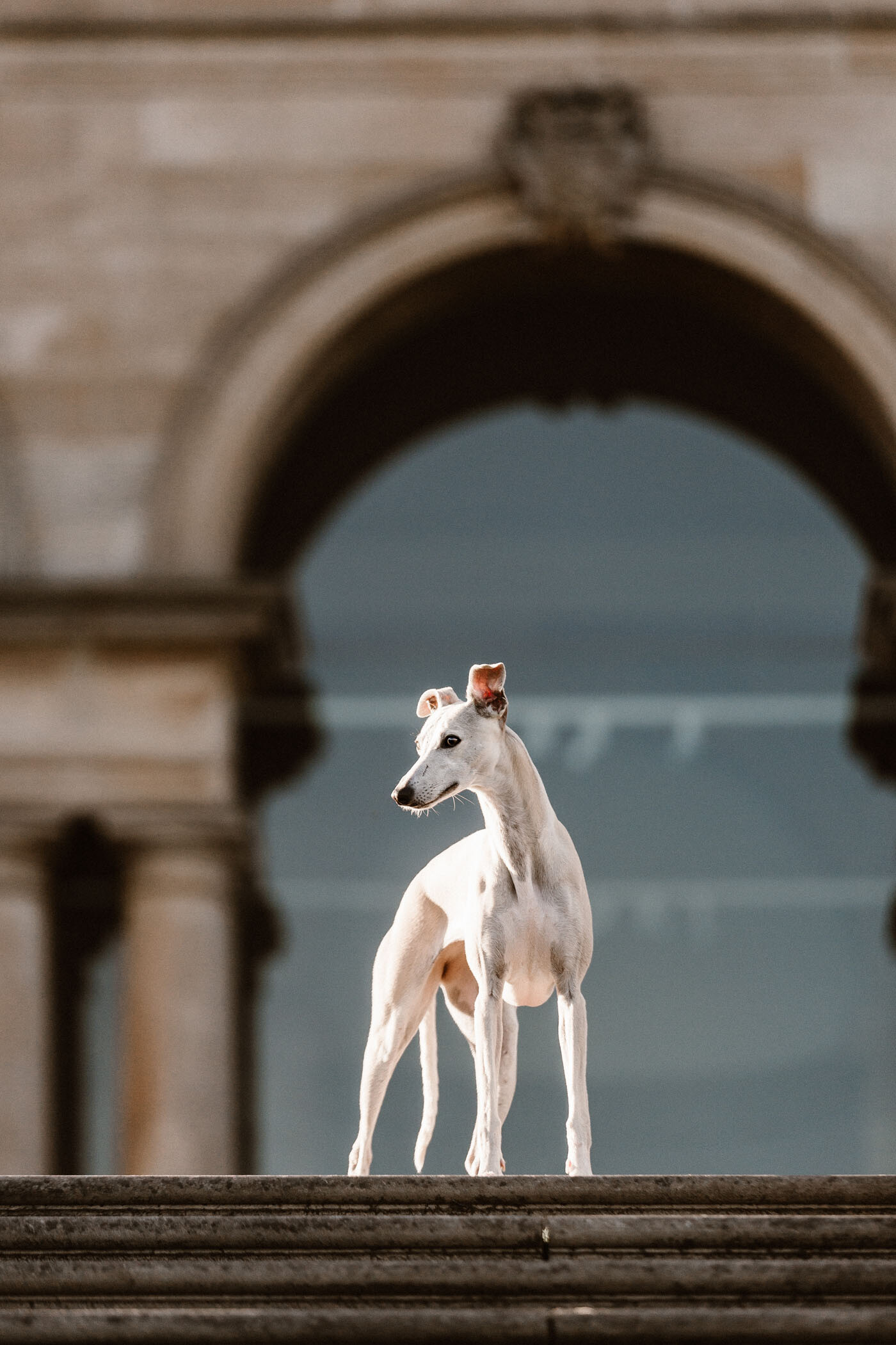 Whippet Dog: They are the fastest dogs of their weight, capable of achieving speeds of up to 35 miles per hour. 1400x2100 HD Background.