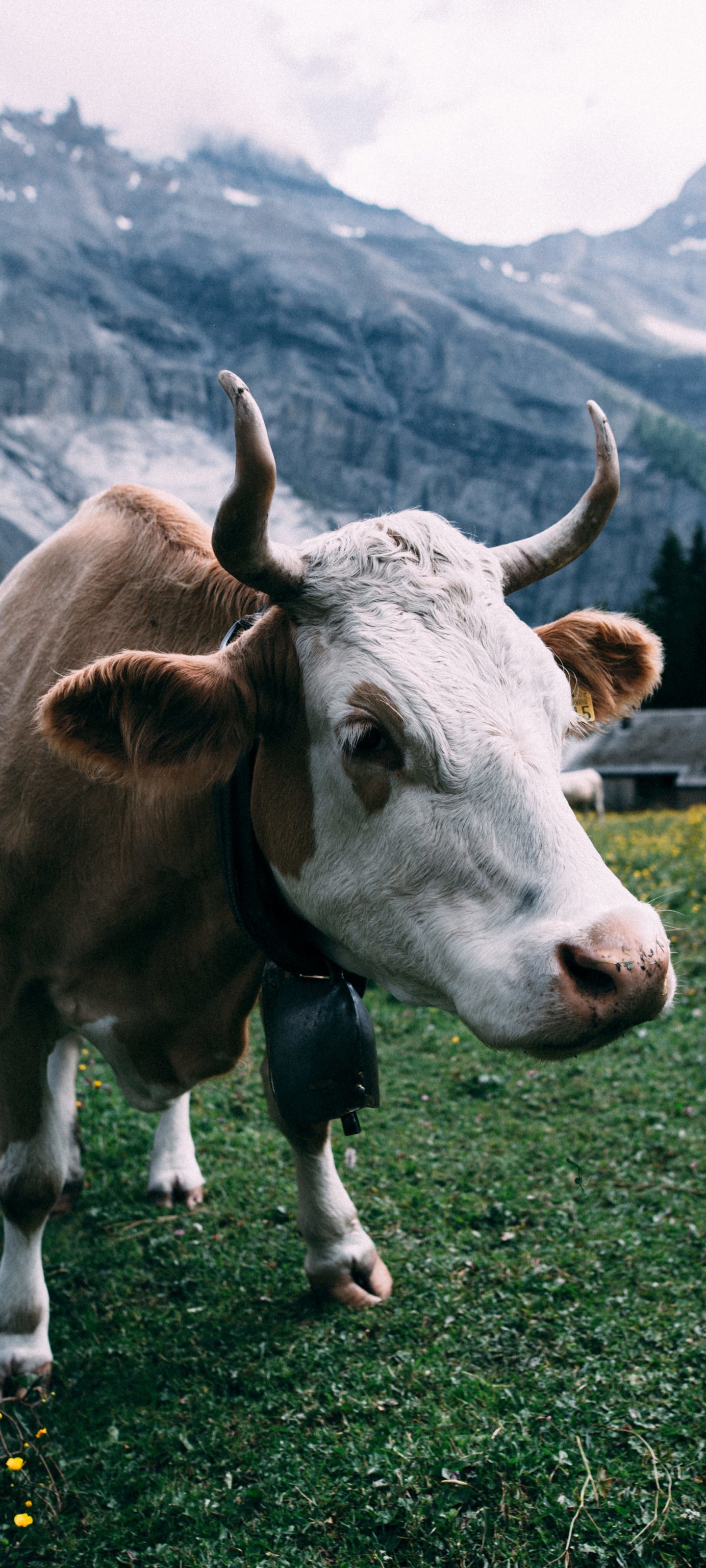 Gentle cows, Domesticated animals, Cow farming, Bucolic landscapes, 1440x3200 HD Phone