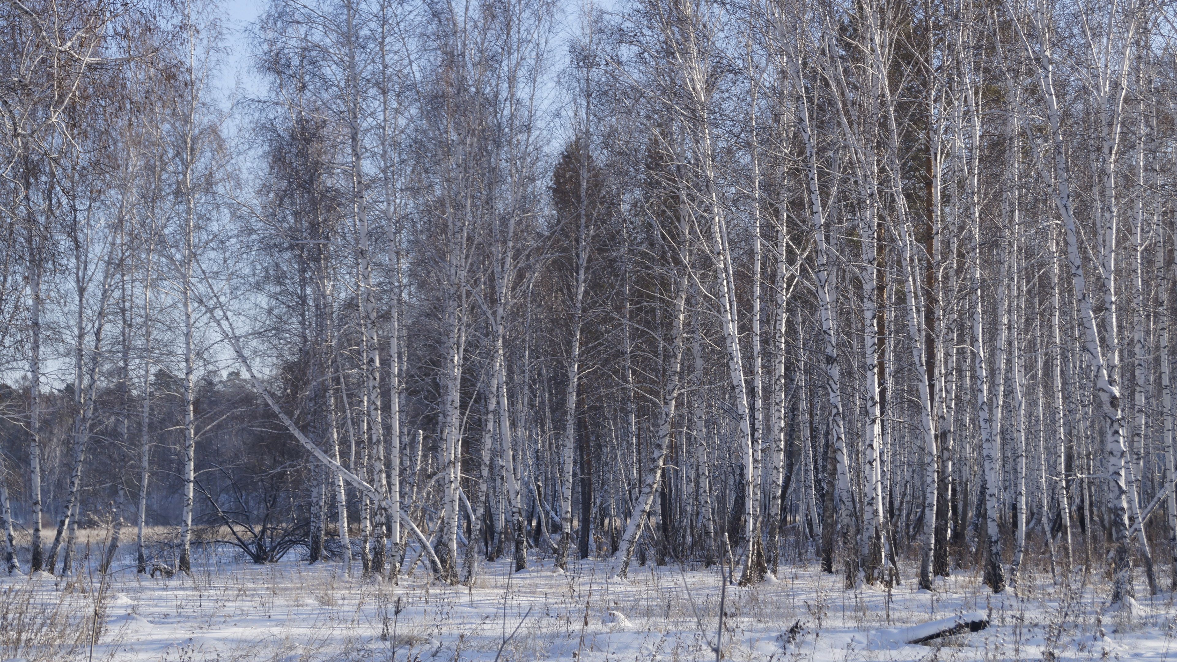 Birch forest wallpapers, Birch forest backgrounds, 3840x2160 4K Desktop