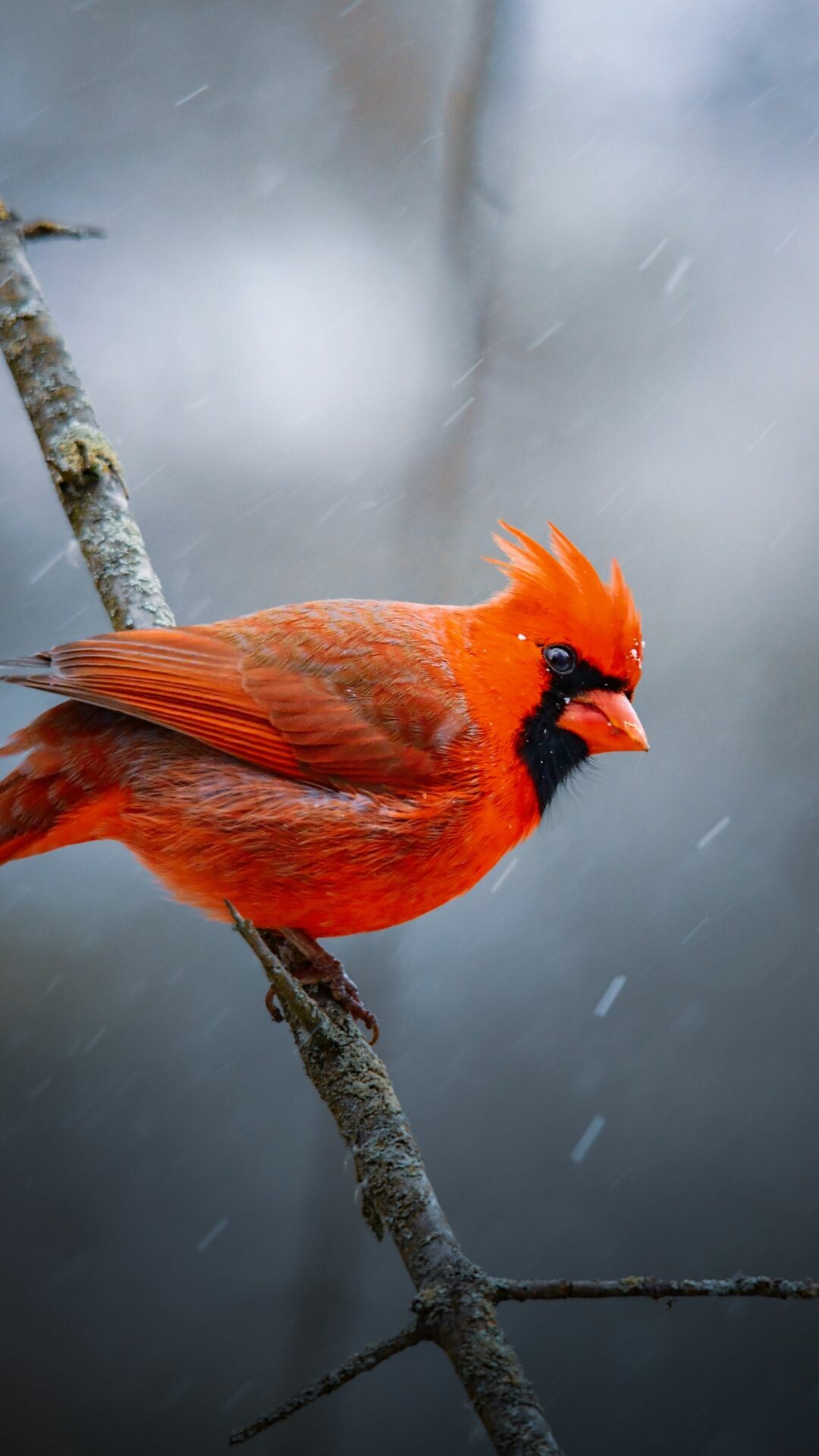 Bird: Northern Cardinal, Vertebrate animals adapted for flight. 1080x1920 Full HD Wallpaper.