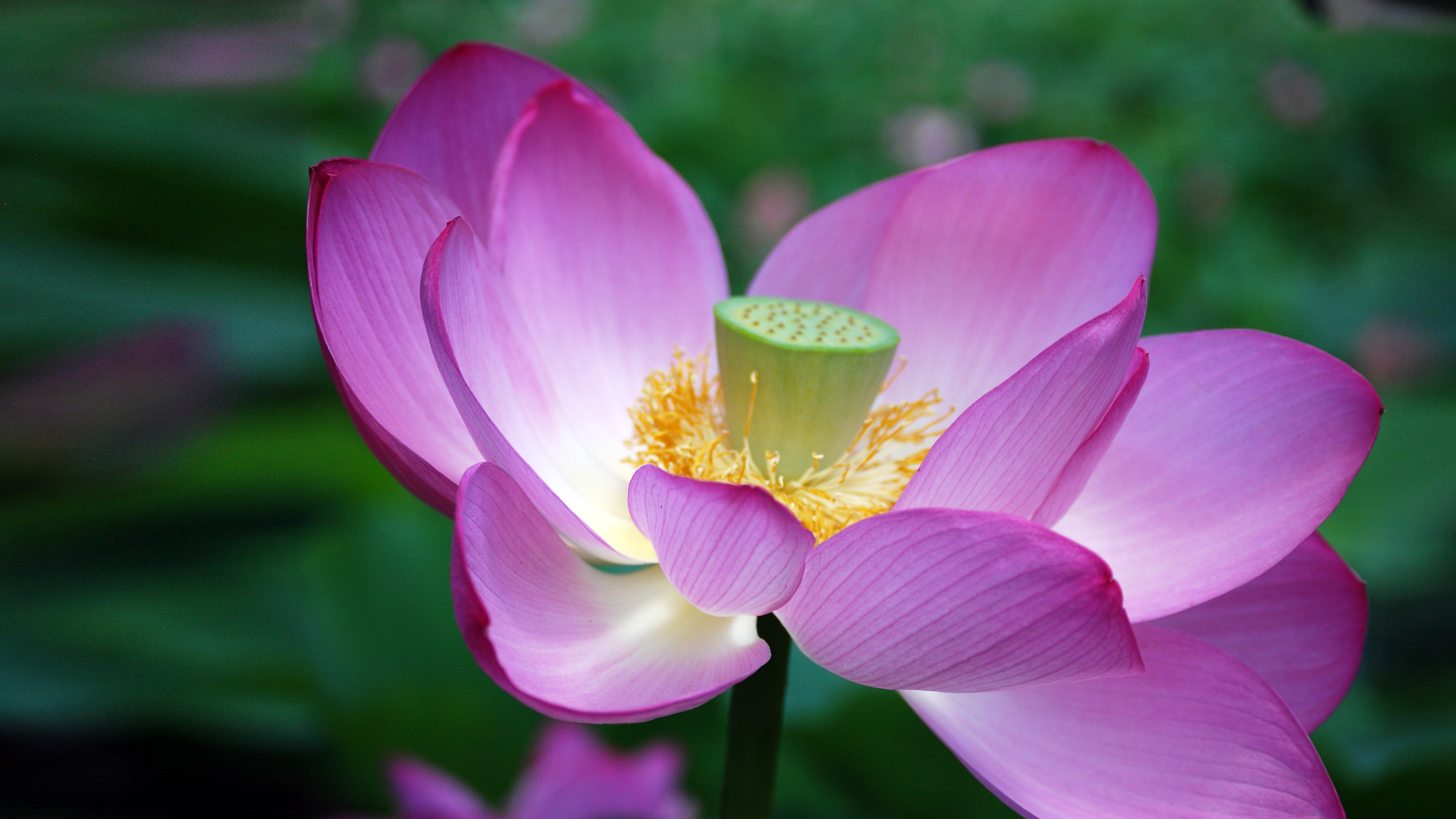 Ultra HD lotus flower, Intricate details, Close-up view, Stunning photography, 3840x2160 4K Desktop
