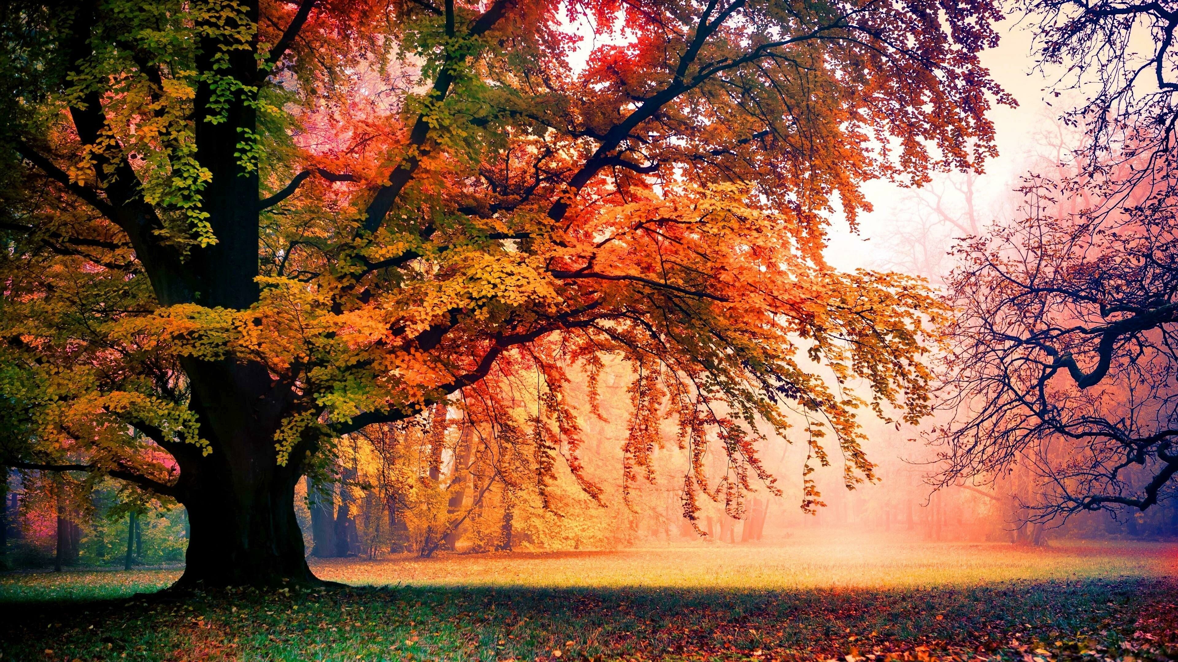 Herbstbume, 4K HD Tapeten, Herbstlaub, saisonale Schnheit, 3840x2160 4K Desktop