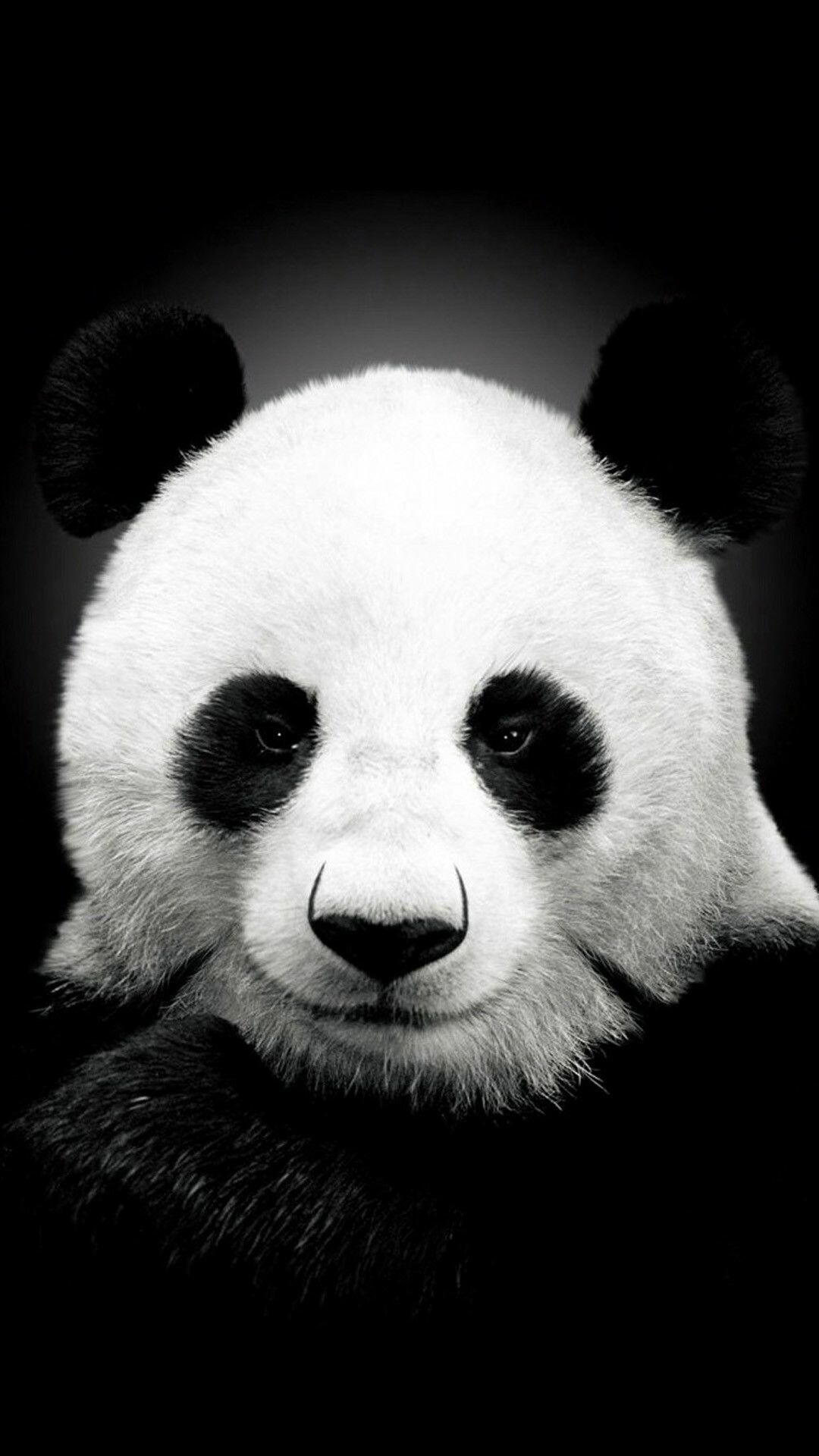Panda: Classified in the bear family Ursidae, Black and white. 1080x1920 Full HD Wallpaper.