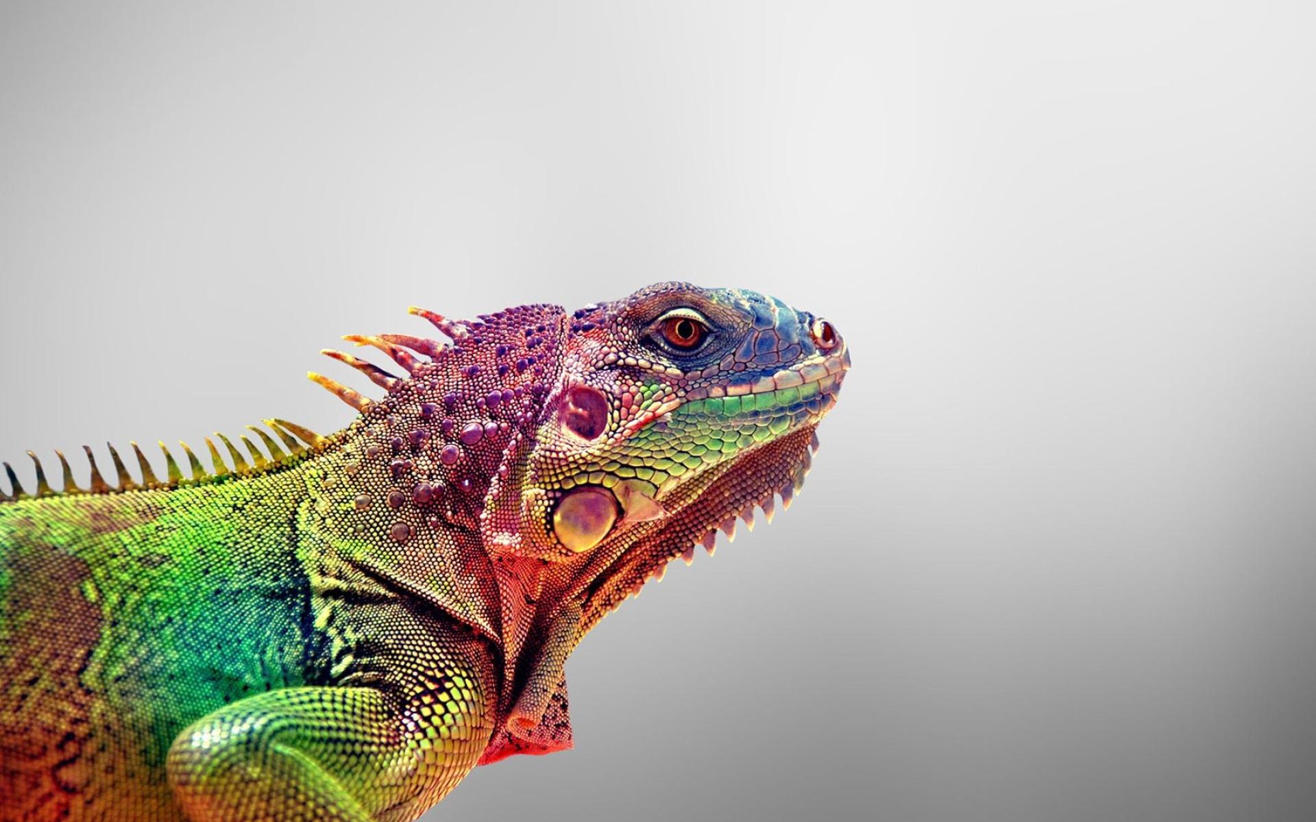 Lizard, Iguana, Animal, Wallpaper, 1920x1200 HD Desktop