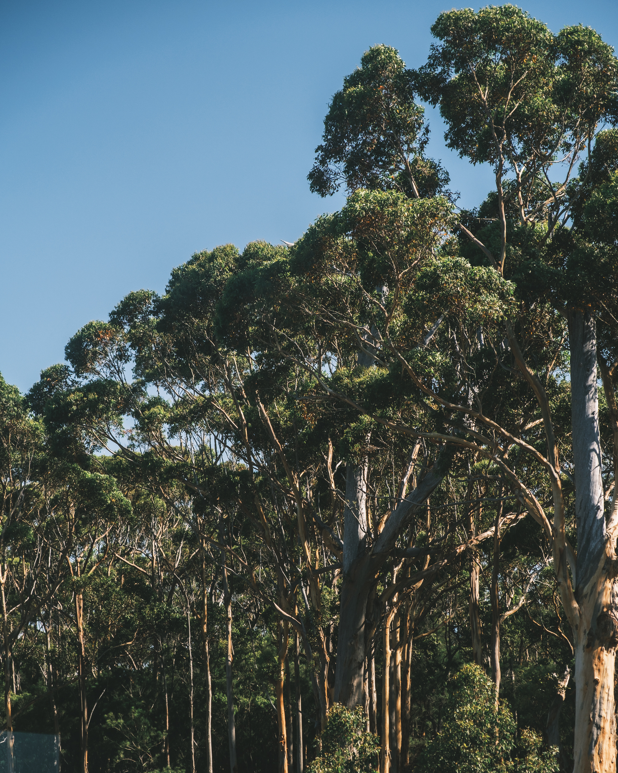Eucalyptus tree photos, Free download, Pexels stock photos, 2000x2500 HD Phone