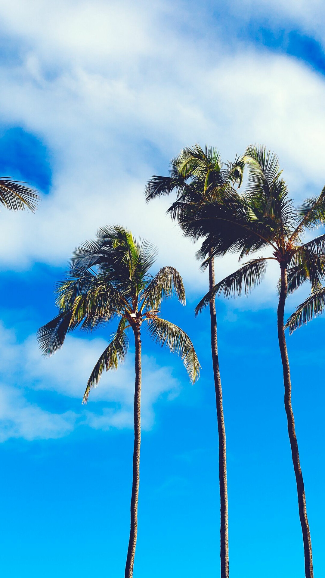 Palm Tree: Known for their long, slender trunks and thin fronds and are closely identified with tropical locations. 1080x1920 Full HD Background.