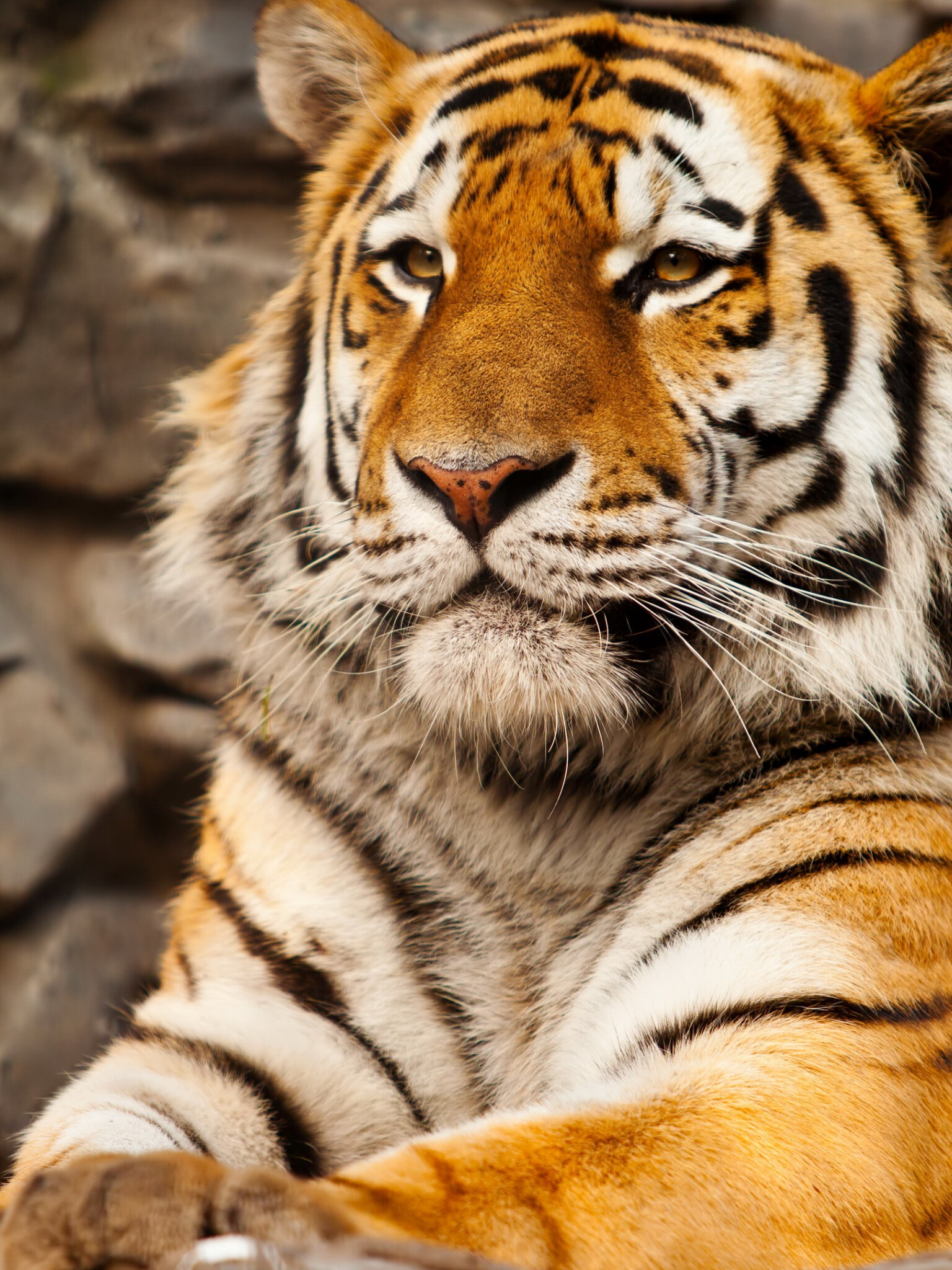 Tiger Images HD, Exquisite detailing, Close-up shots, Stunning visuals, 1540x2050 HD Phone