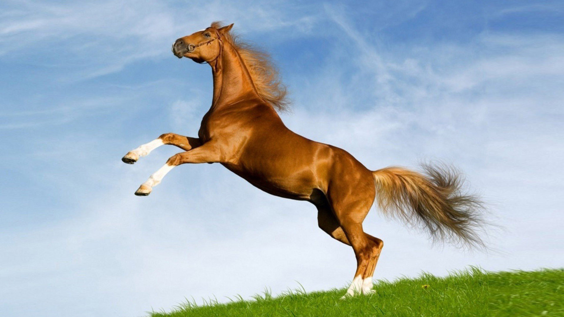 Horse: Mustang, Wild horses of the American plains. 1920x1080 Full HD Background.