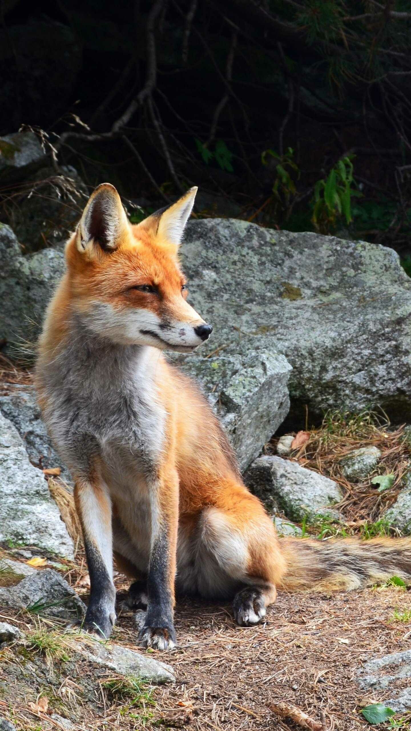 Fox: Hunted for sport and for its pelt, which is a mainstay of the fur trade. 1440x2560 HD Wallpaper.