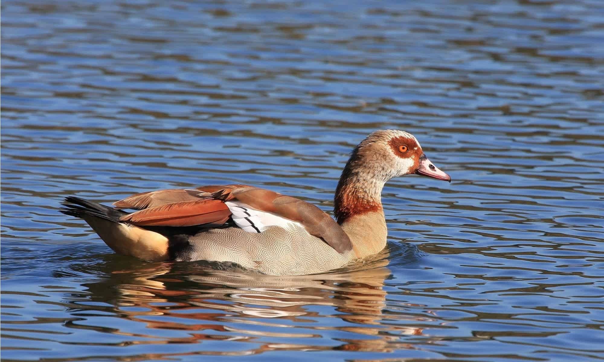 Egyptian Goose, Bird species, Beautiful plumage, Wildlife photography, 2000x1200 HD Desktop