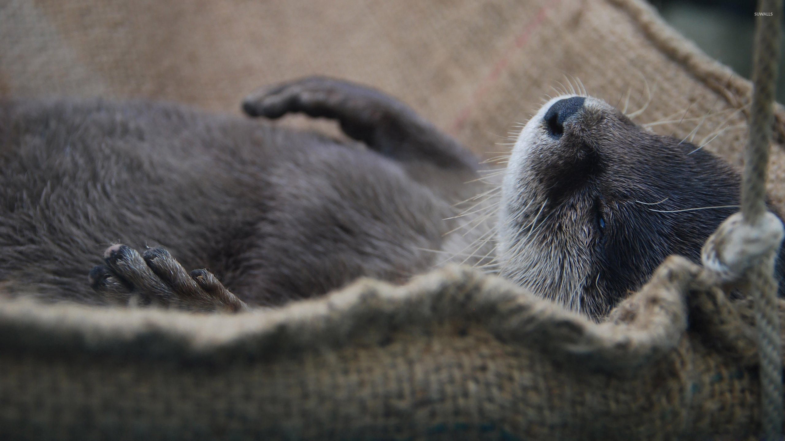 Sleeping otter beauty, Calm and peaceful, Resting in harmony, Nature's tranquility, 2560x1440 HD Desktop