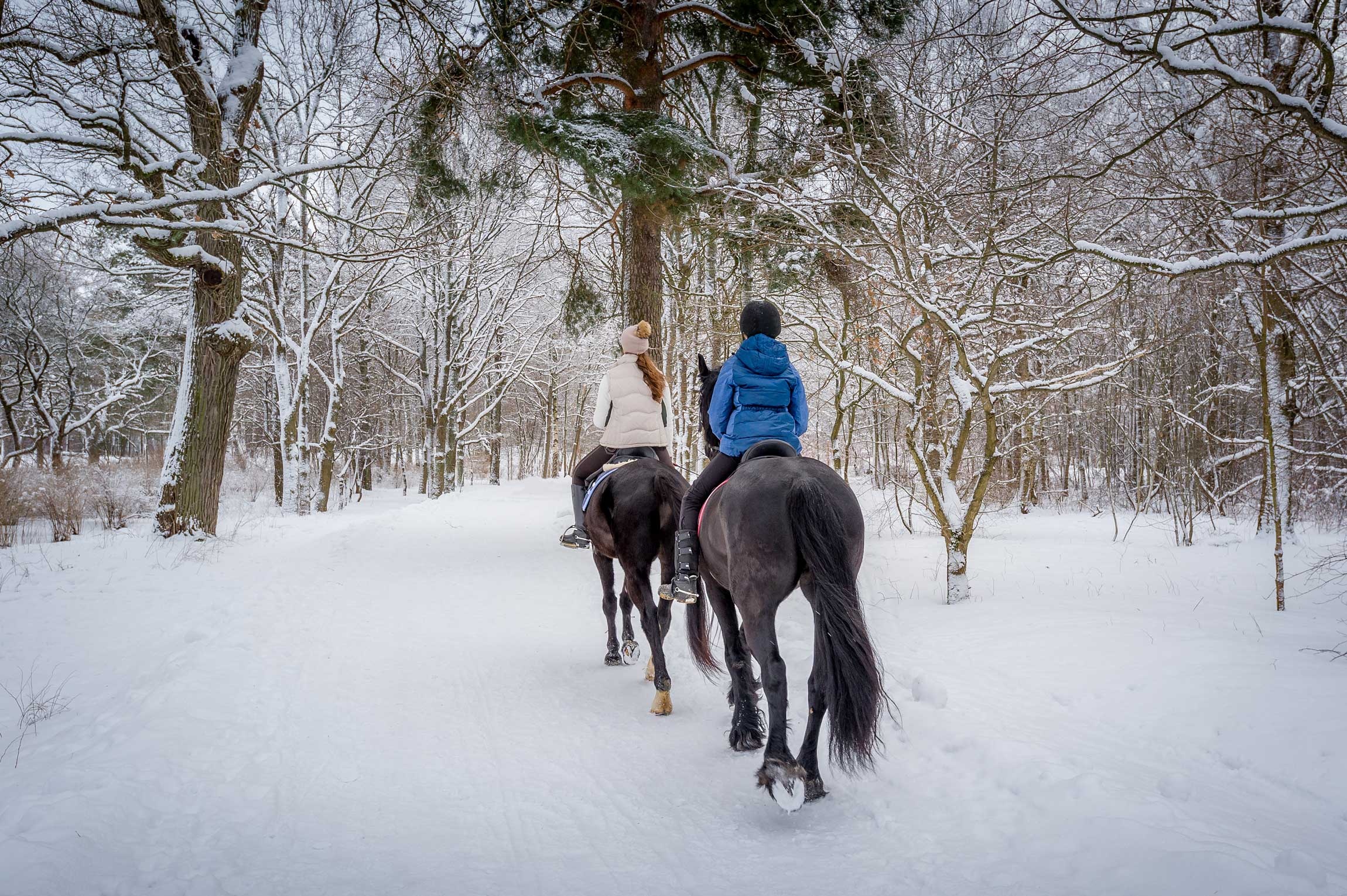 Winter riding tips, Navigating snow and ice, Rider's safety, Horse care in winter, 2300x1530 HD Desktop