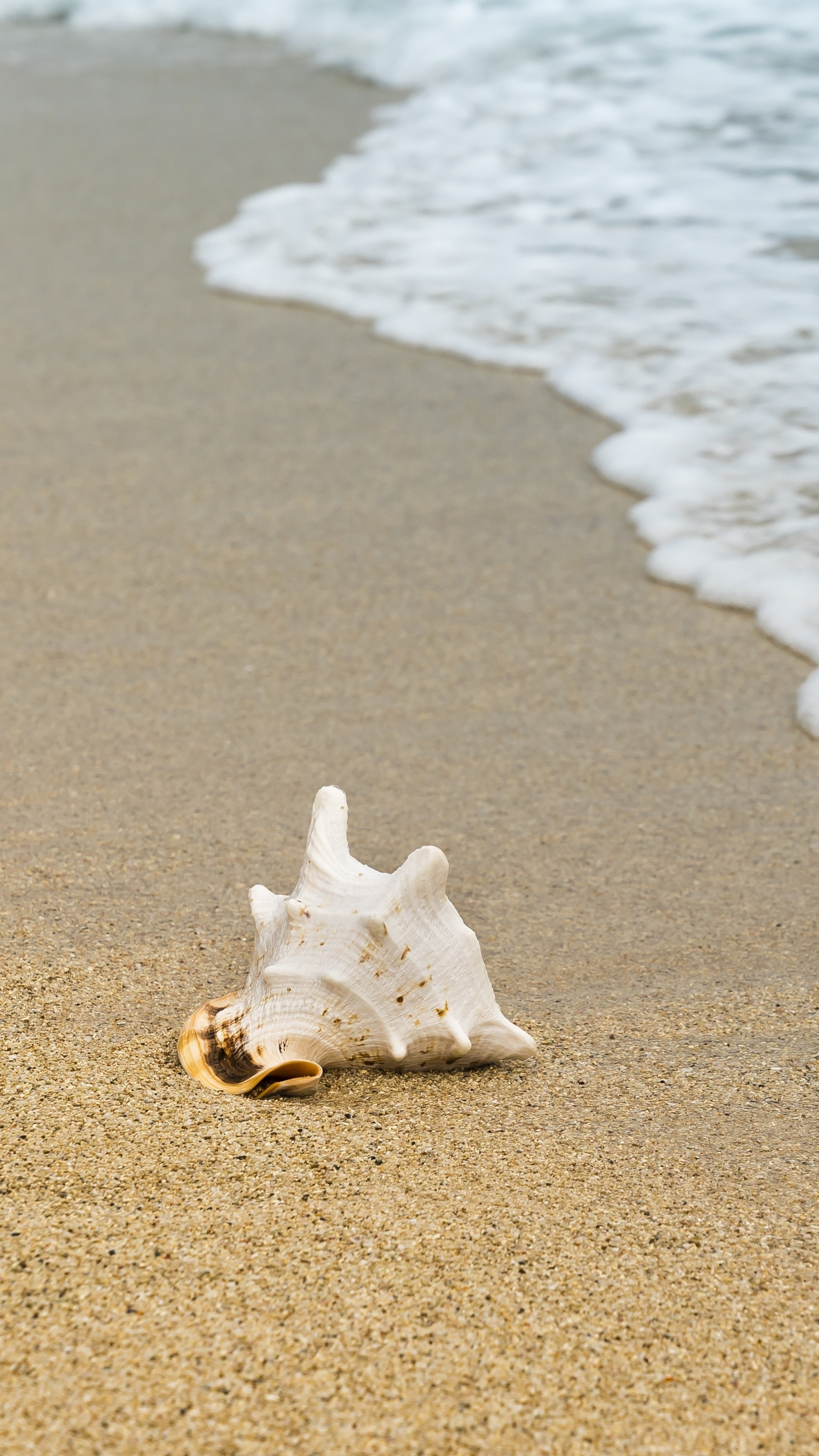 Sea Shell: Sand, Waves, Beach, Formed by using different minerals and proteins. 2160x3840 4K Background.