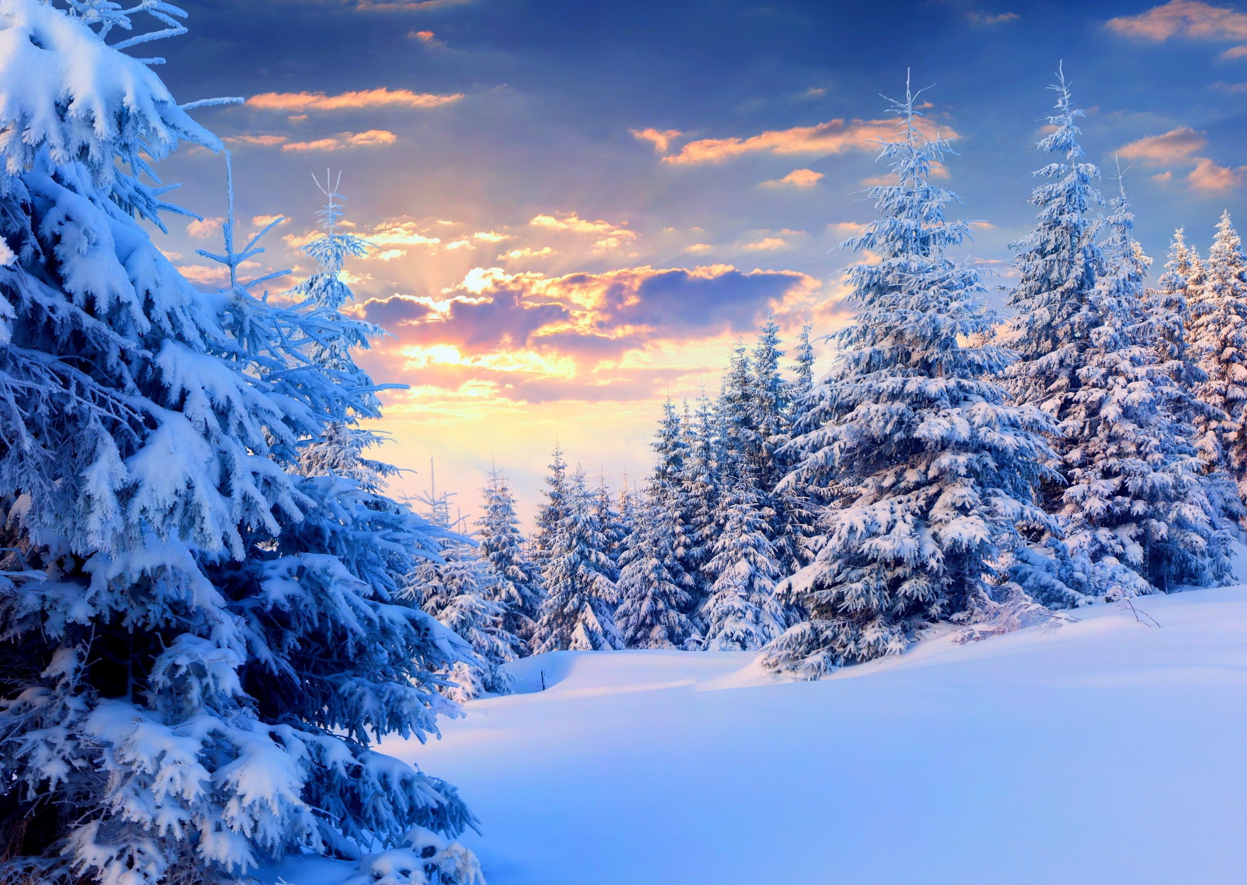 Snow, Snow-covered trees, Winter landscape, Tranquil nature, 2560x1820 HD Desktop