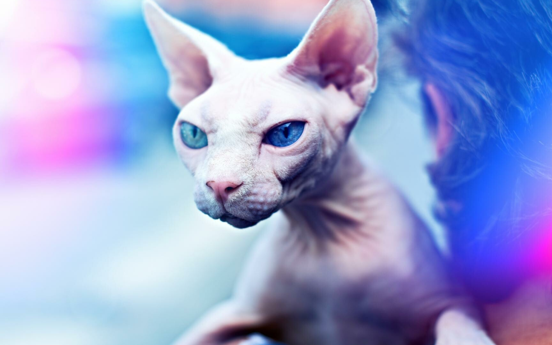 Sphynx: These peach-fuzz-coated cats are known for their exceptionally friendly, affectionate, and cuddly personalities. 1920x1200 HD Background.