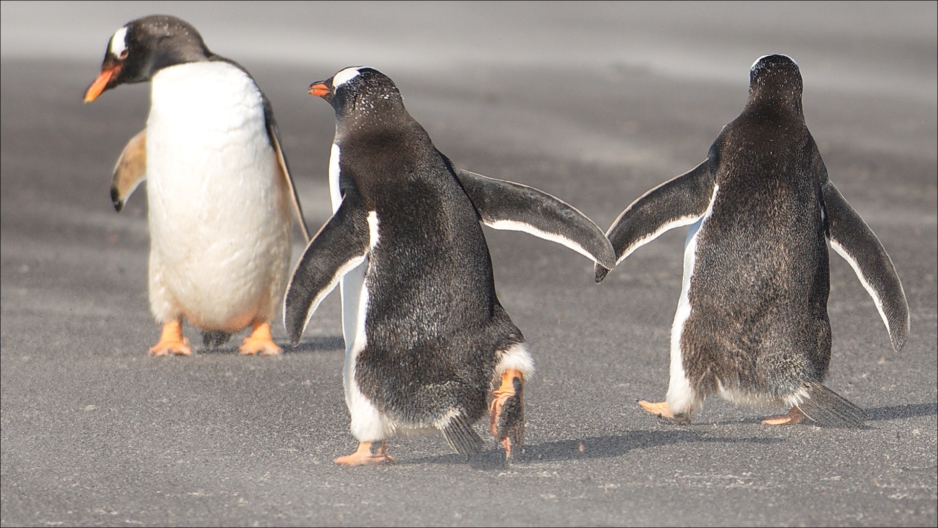 Adorable penguins, Cute bird family, Animal kingdom beauty, Antarctic wildlife, 1920x1080 Full HD Desktop
