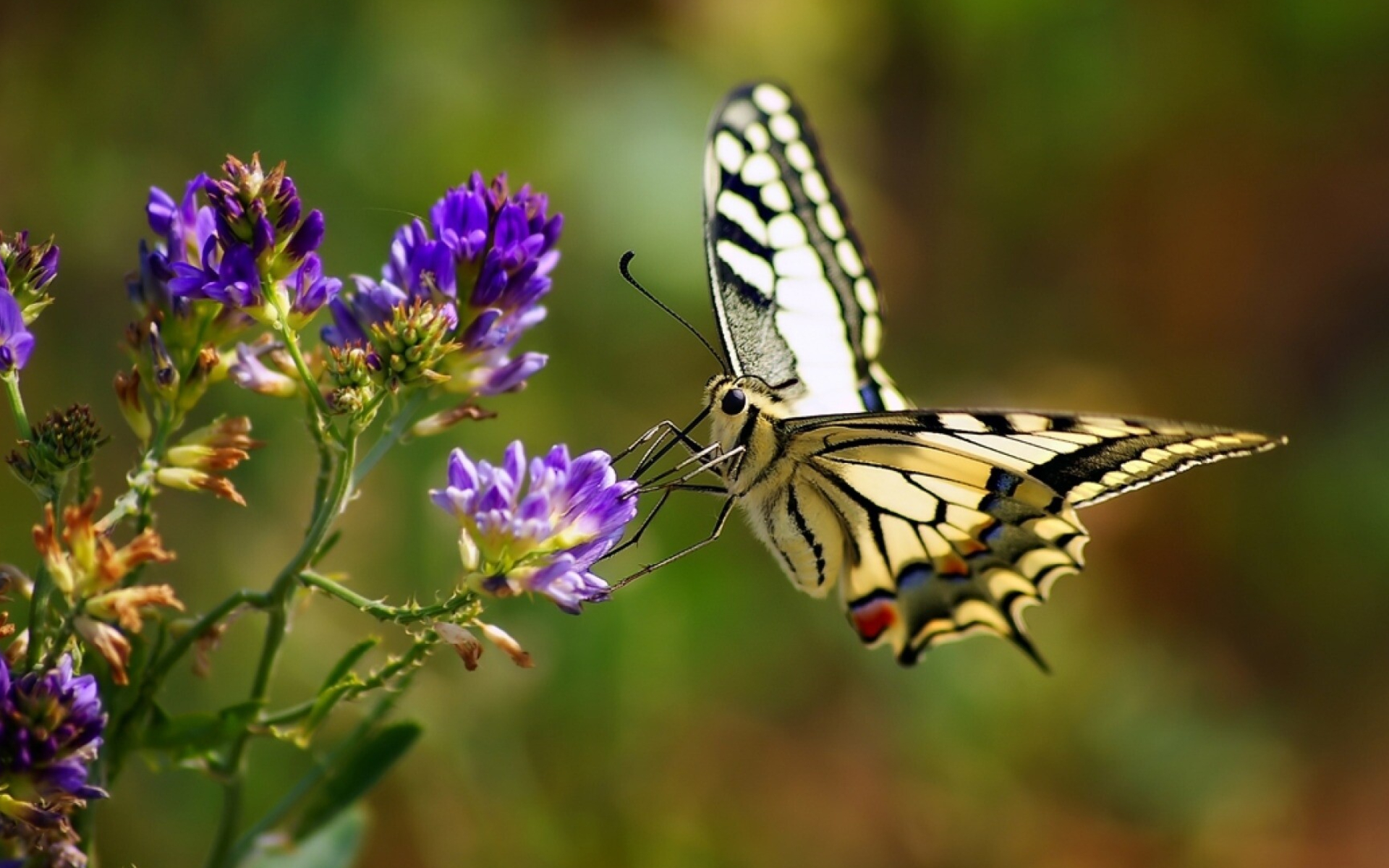 Beautiful butterfly wallpaper, Animal kingdom, Vibrant colors, Awe-inspiring beauty, 1920x1200 HD Desktop