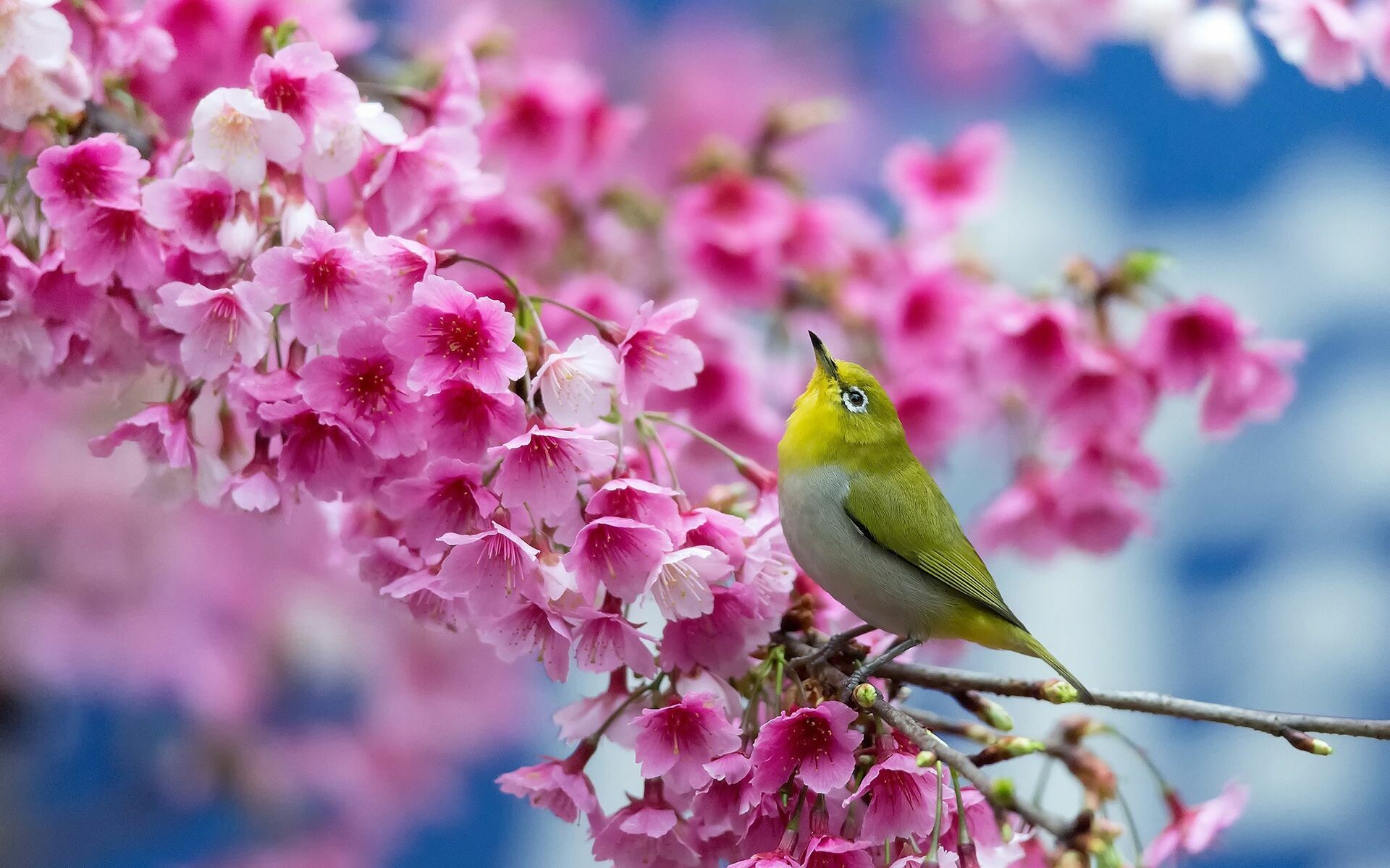 Spring: The season in the Northern Hemisphere begins on March 1 and ends on May 31. 1920x1200 HD Wallpaper.