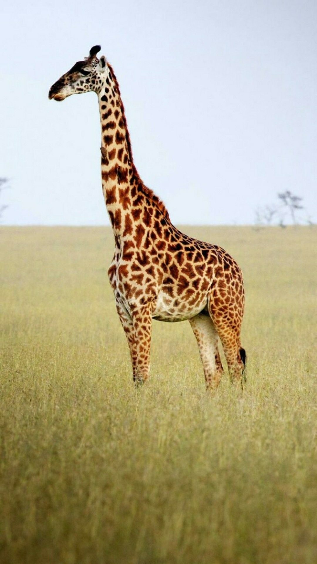 Giraffe: A tall, long-necked, spotted ruminant. 1080x1920 Full HD Background.