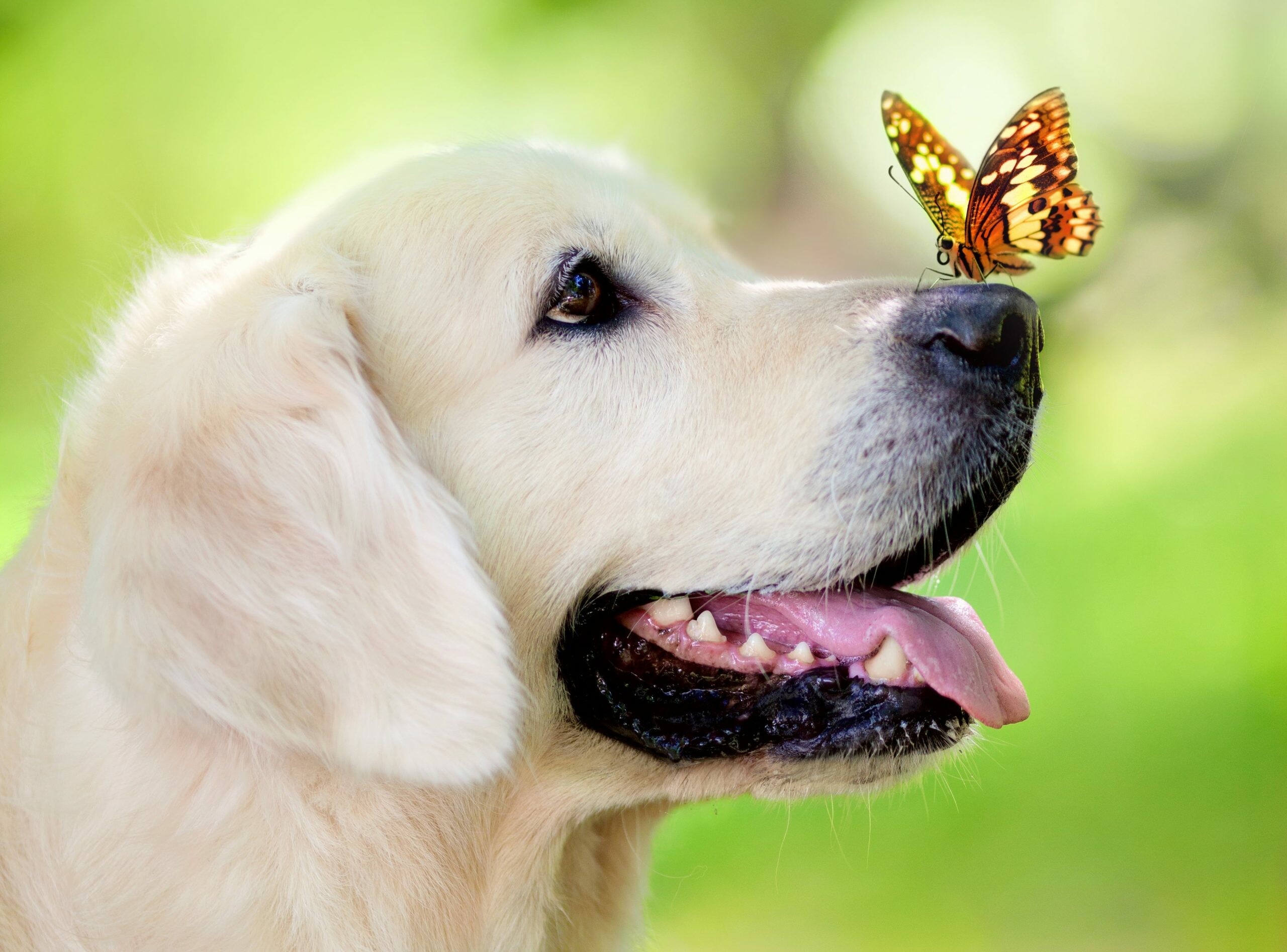 Labrador: Yellow Retriever, Dog, Muzzle, Butterfly. 2560x1900 HD Background.