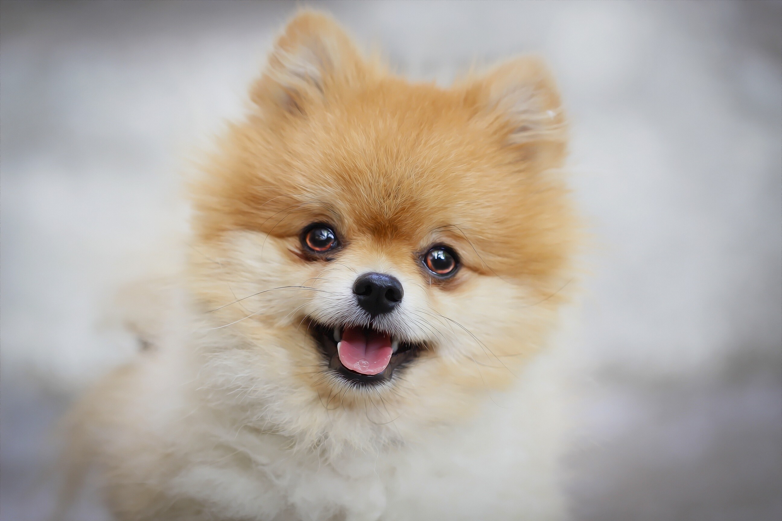 Pomeranian: Descended from larger Spitz-type dogs, specifically the German Spitz. 2600x1730 HD Background.