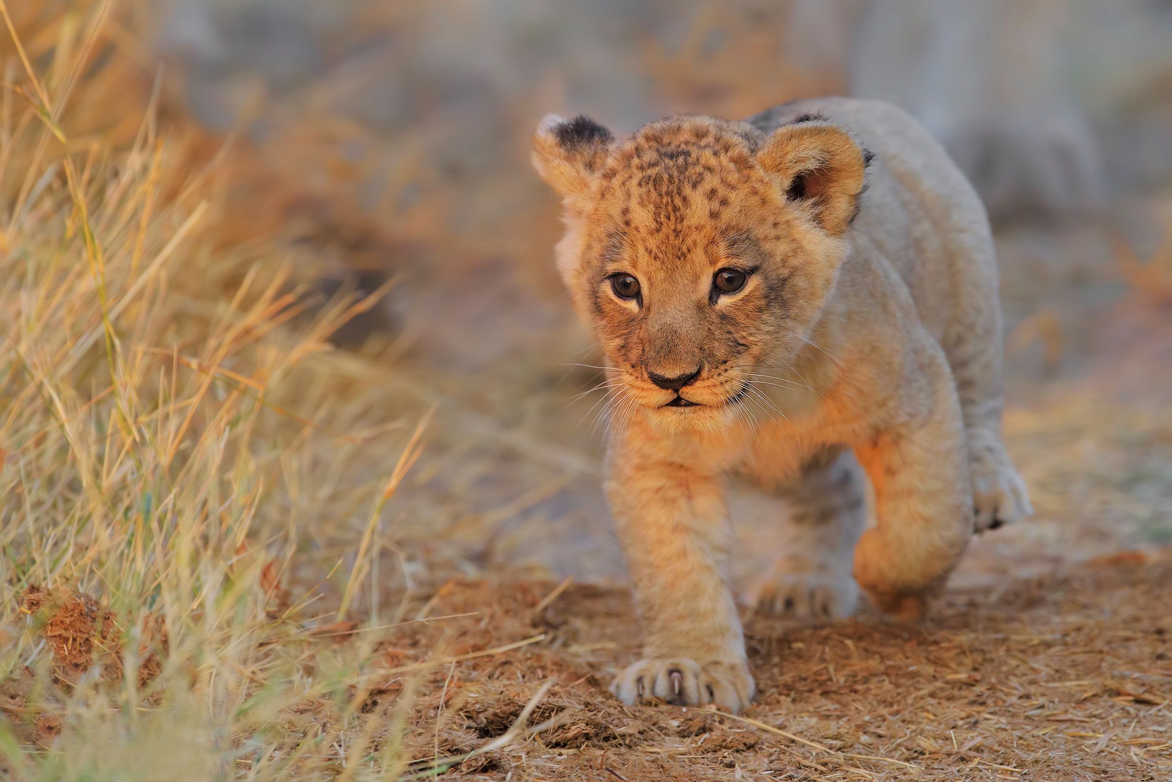 Cute lion cubs, Golden fur, Playful antics, Wild wonder, 2400x1610 HD Desktop