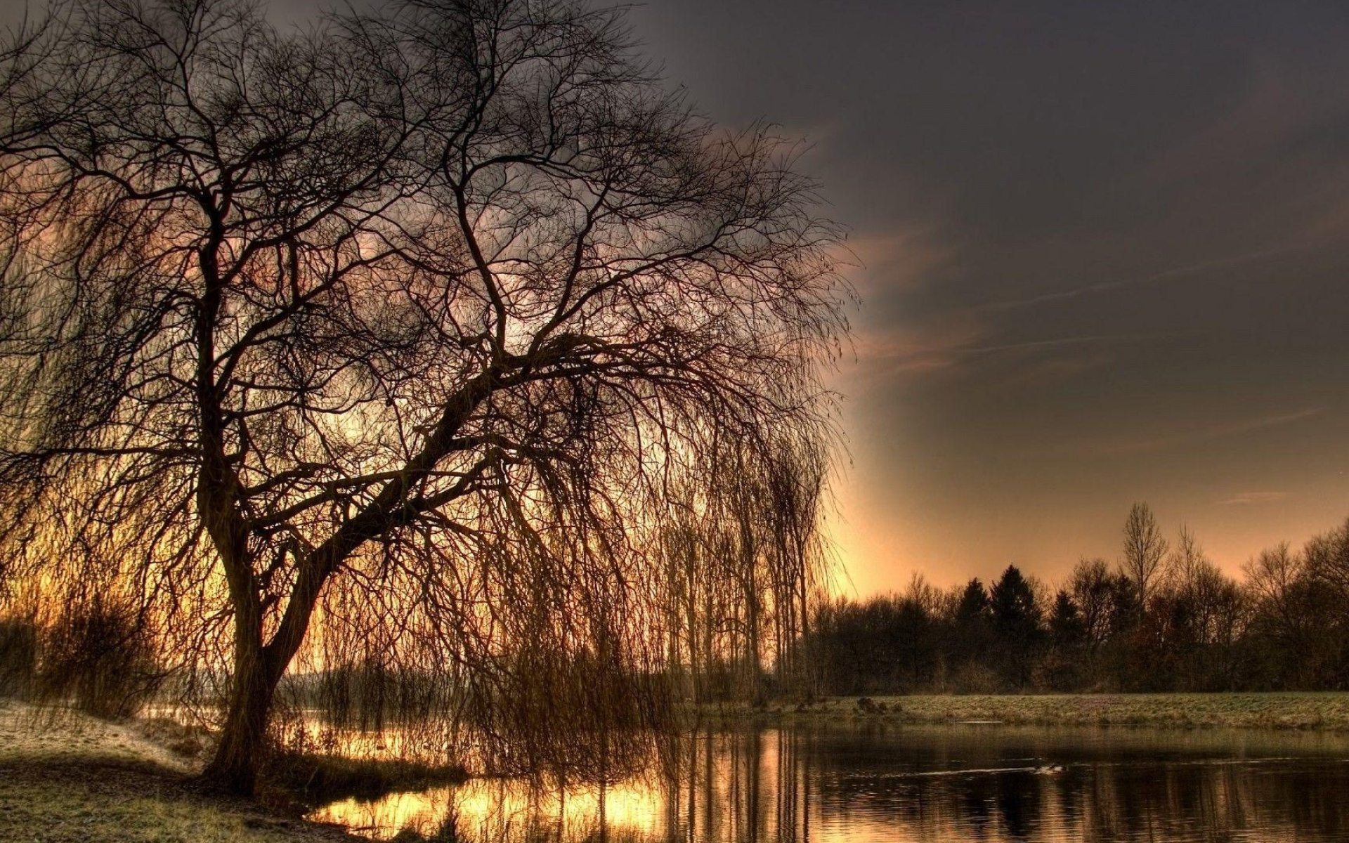 Weeping willow tree, Nature's tranquility, Majestic branches, Graceful drooping, 1920x1200 HD Desktop