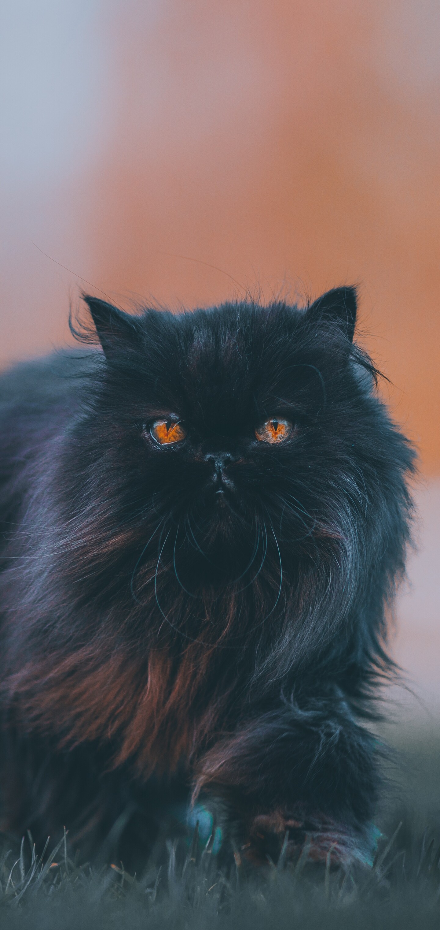Persian Cat: Typically placid in nature, it adapts quite well to apartment life, Terrestrial animal. 1440x3040 HD Background.