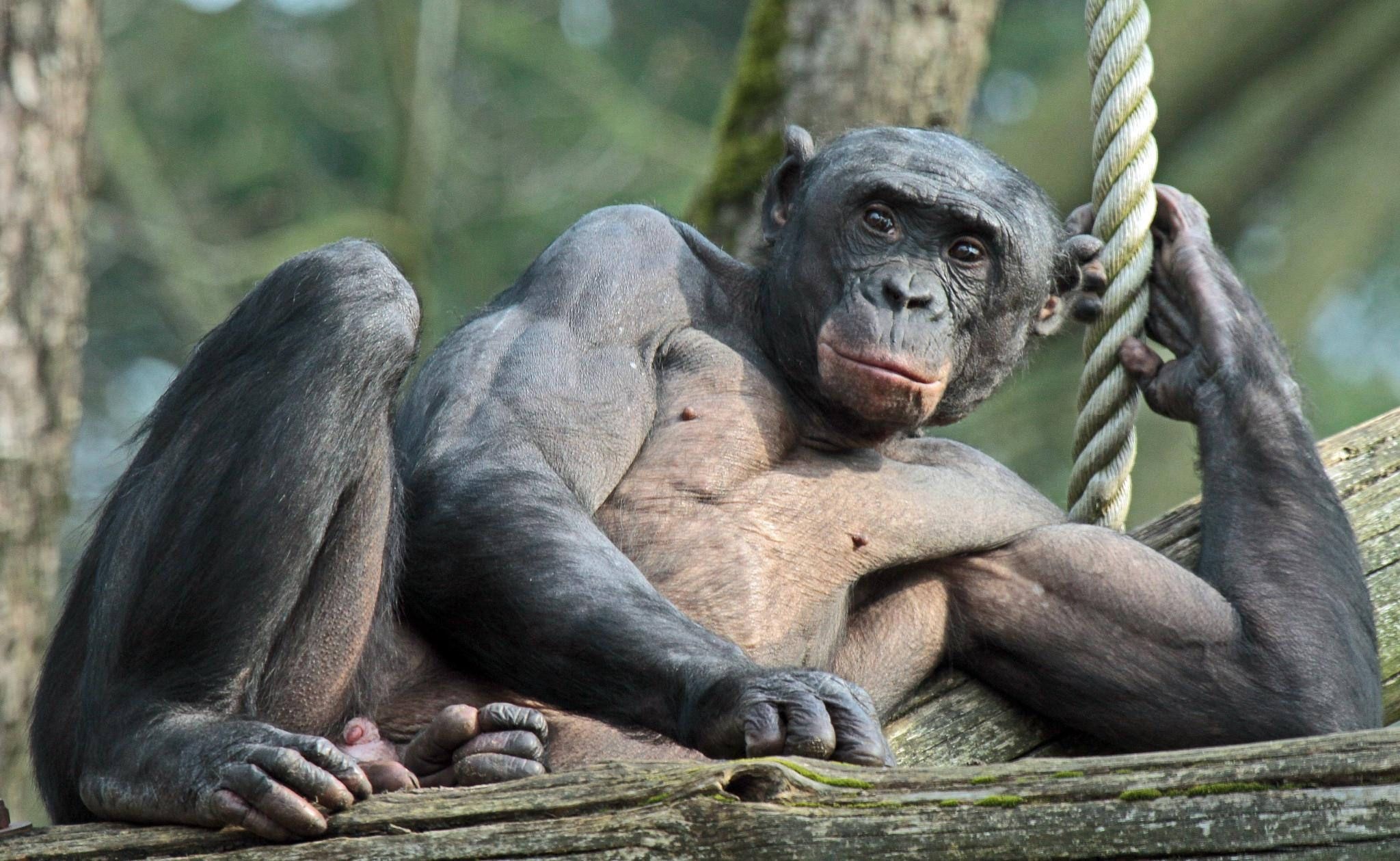 Bonobo, Bonobo adventures at Apenheul, Cute animal encounters, Bonobo moments to cherish, 2050x1260 HD Desktop