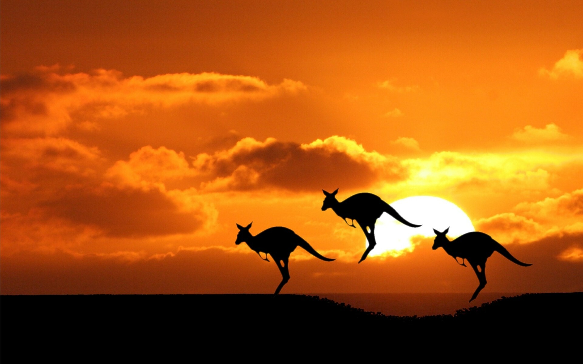 Australia: Home to kangaroos, which can weigh up to 90 kg and grow to 2 m tall. 1920x1200 HD Background.