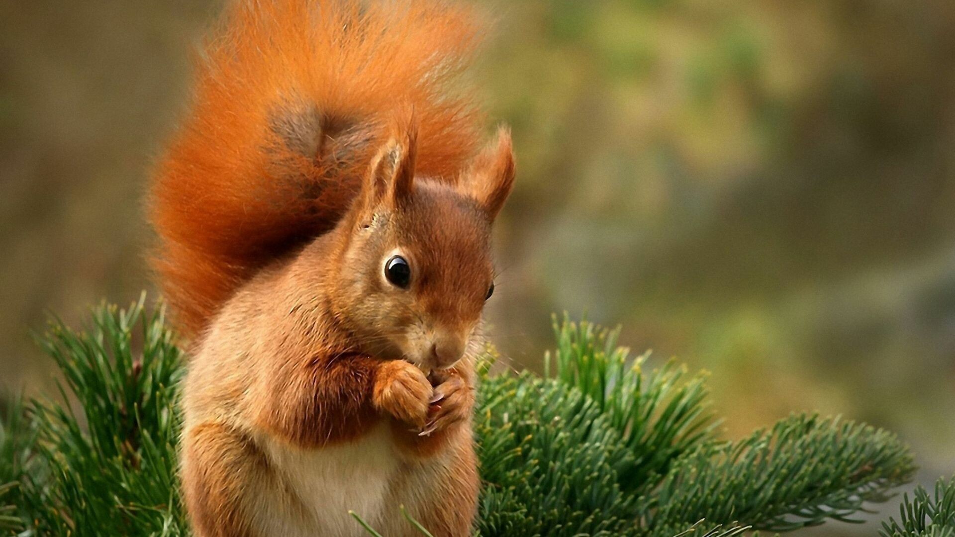 Squirrel: Mammals, distinguished by their long bushy tail. 1920x1080 Full HD Wallpaper.