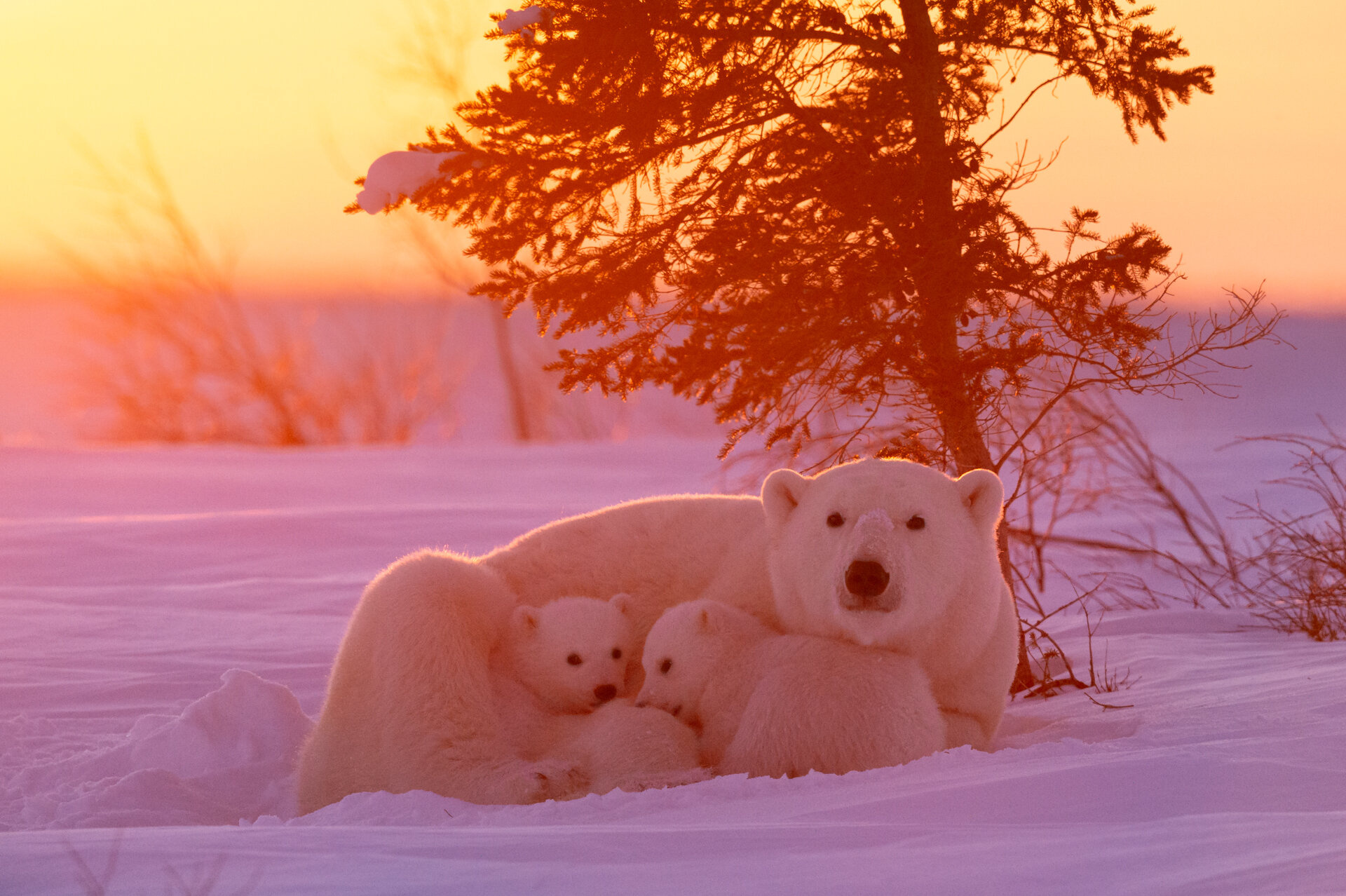 Photographic marvels, Arctic wonders, Stunning polar, Nature's artistry, 1920x1280 HD Desktop