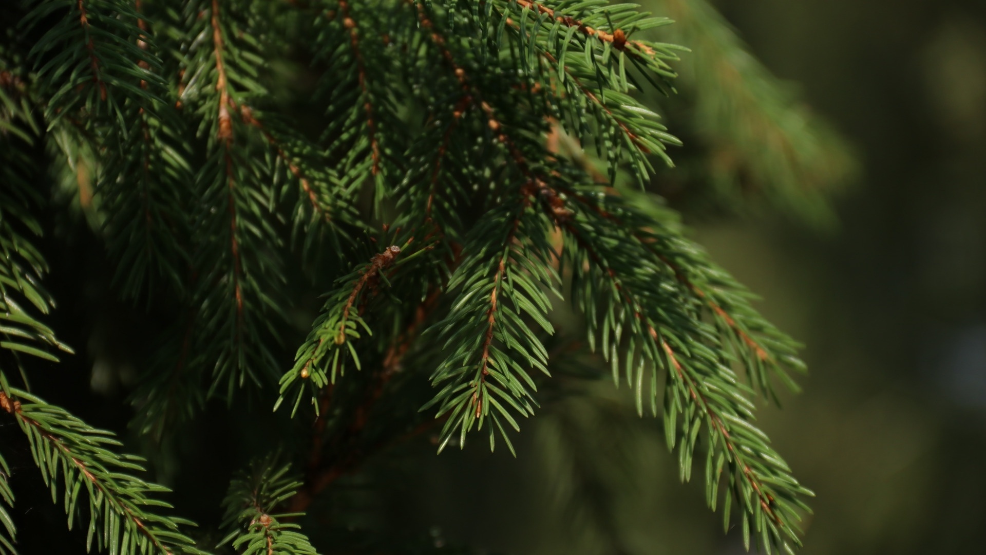 Spruce branches, Nature close-up, Detailed textures, Organic patterns, 1920x1080 Full HD Desktop