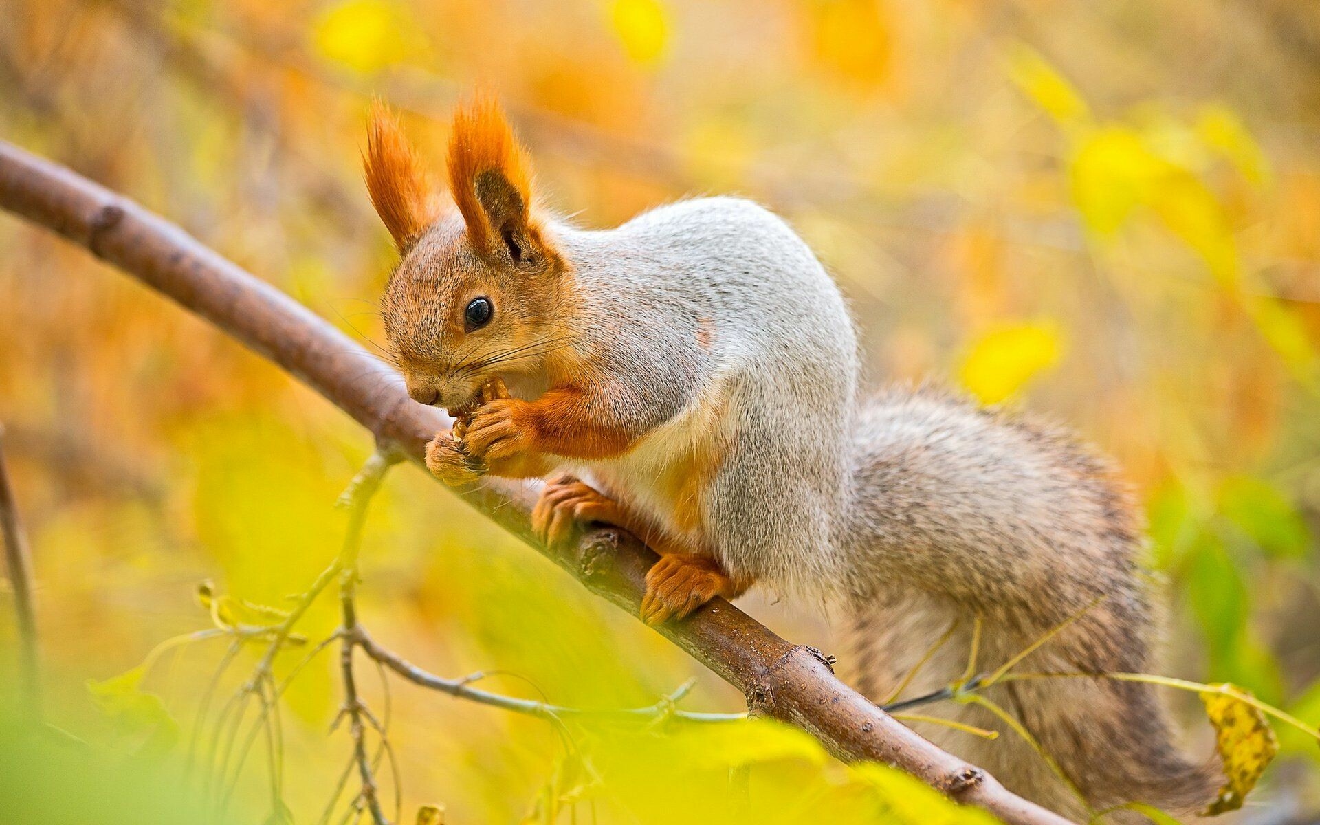 Squirrel: A small animal covered in fur with a long tail, Medium-sized rodent. 1920x1200 HD Background.