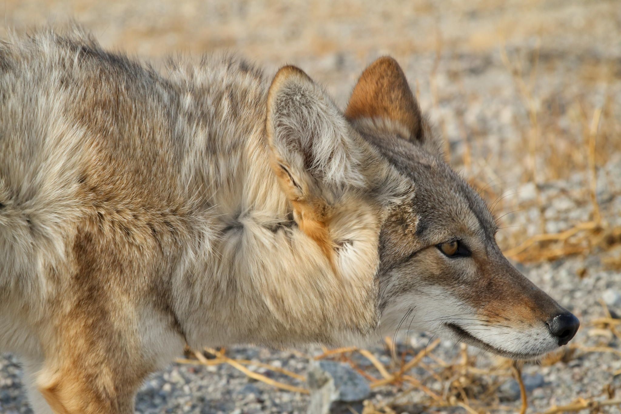Coyote, Amazing nature, Nature's wonders, Beautiful sights, 2050x1370 HD Desktop