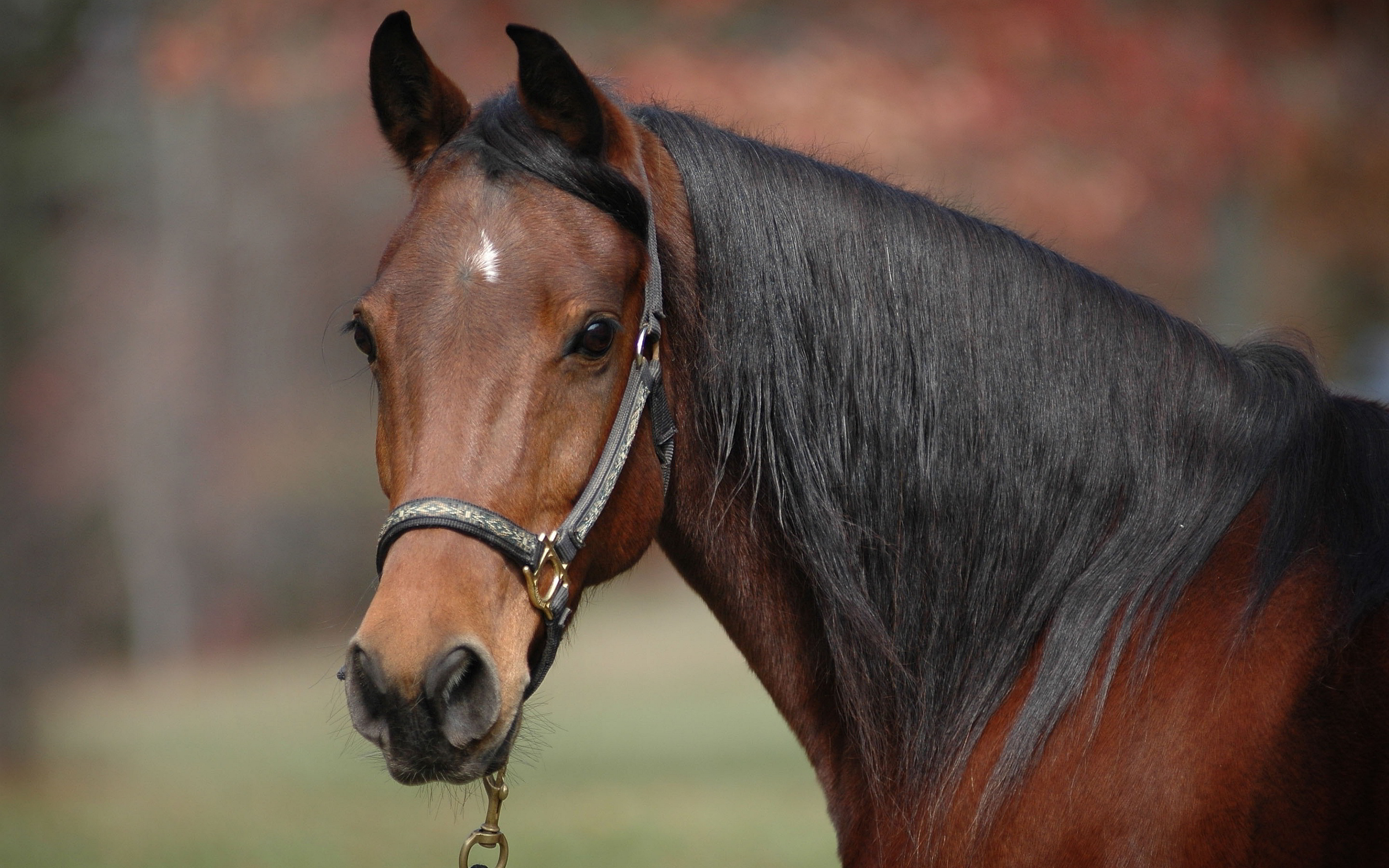 Horse: Stallion, Black mane, Working animal. 2880x1800 HD Background.