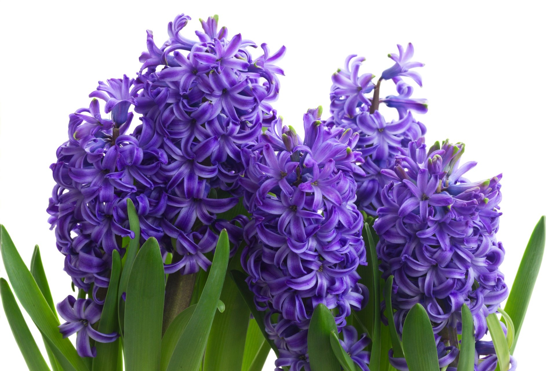 Hyacinth desktop wallpapers, HD background images, Nature's allure, Floral marvel, 1920x1280 HD Desktop